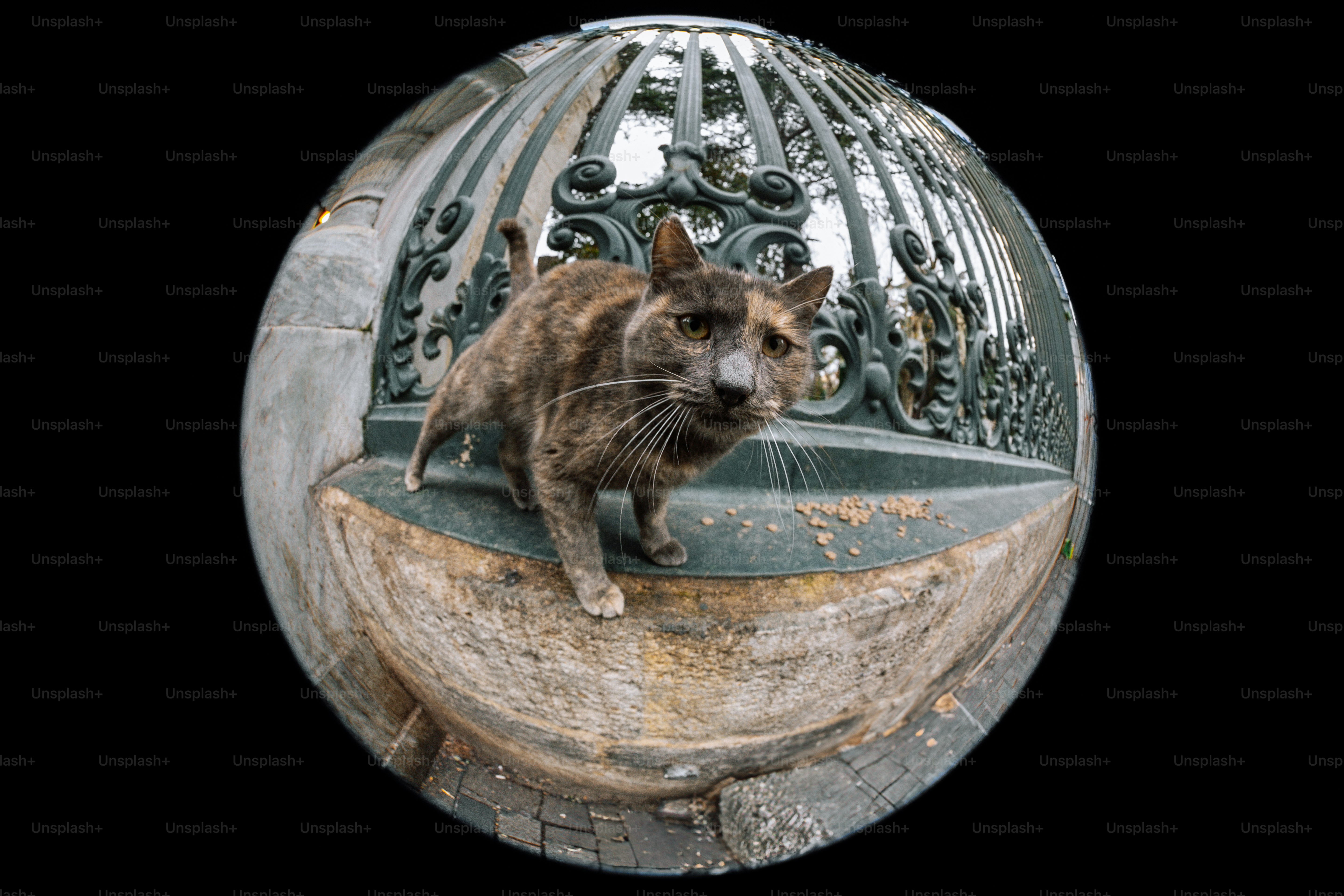 金属製の物体の上に座っている猫