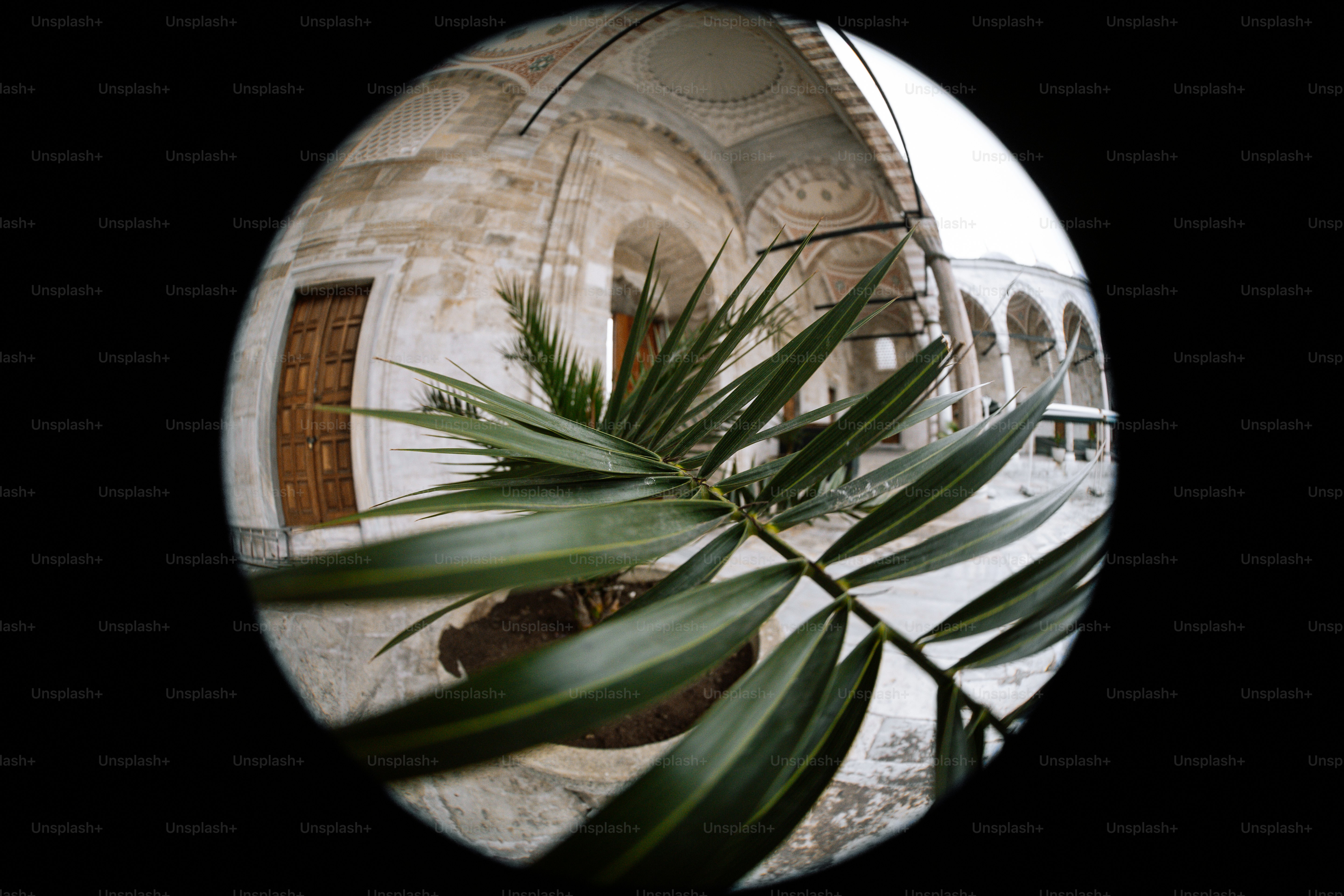 A picture of a palm tree in front of a building