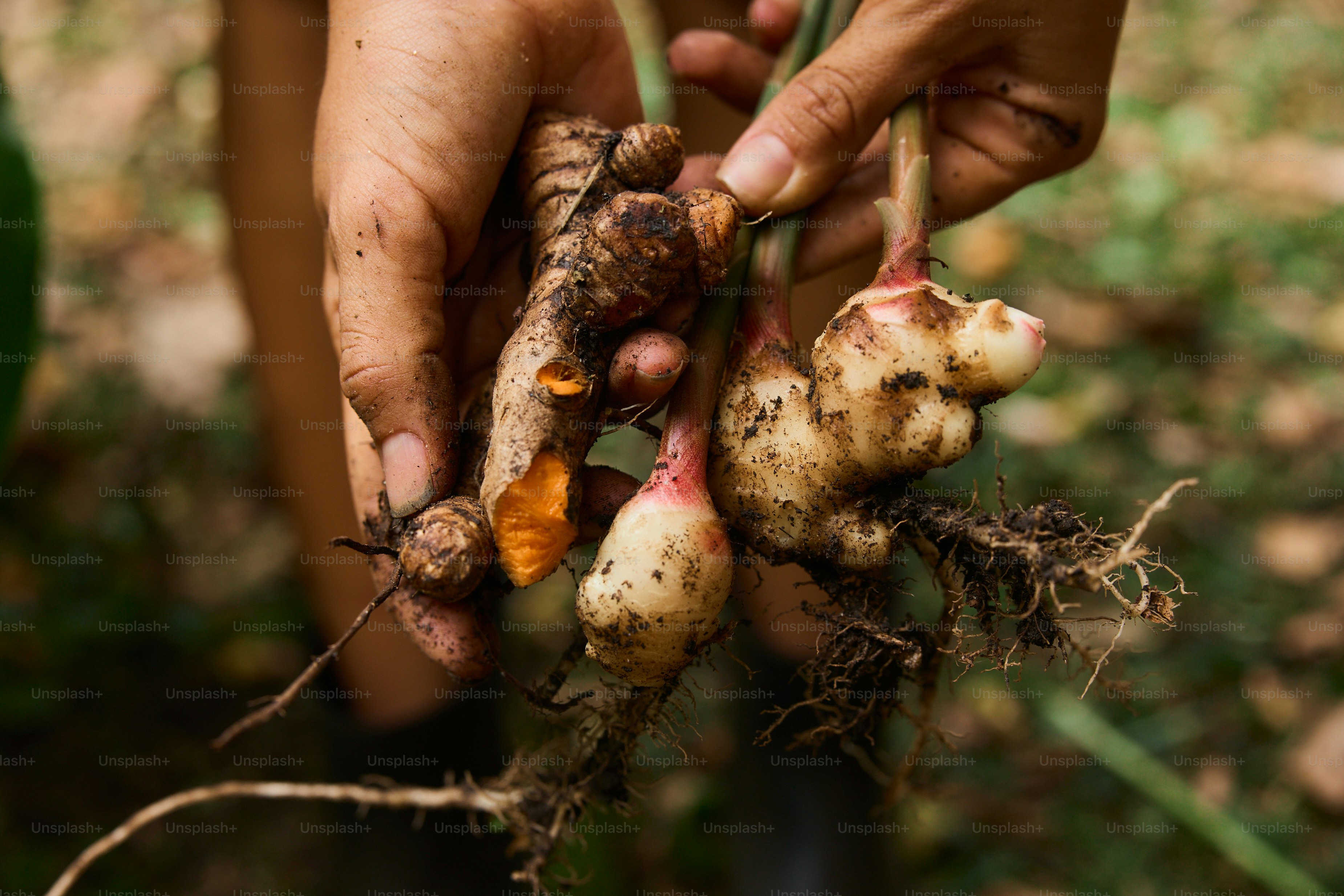 A person holding a bunch of root vegetables in their hands
