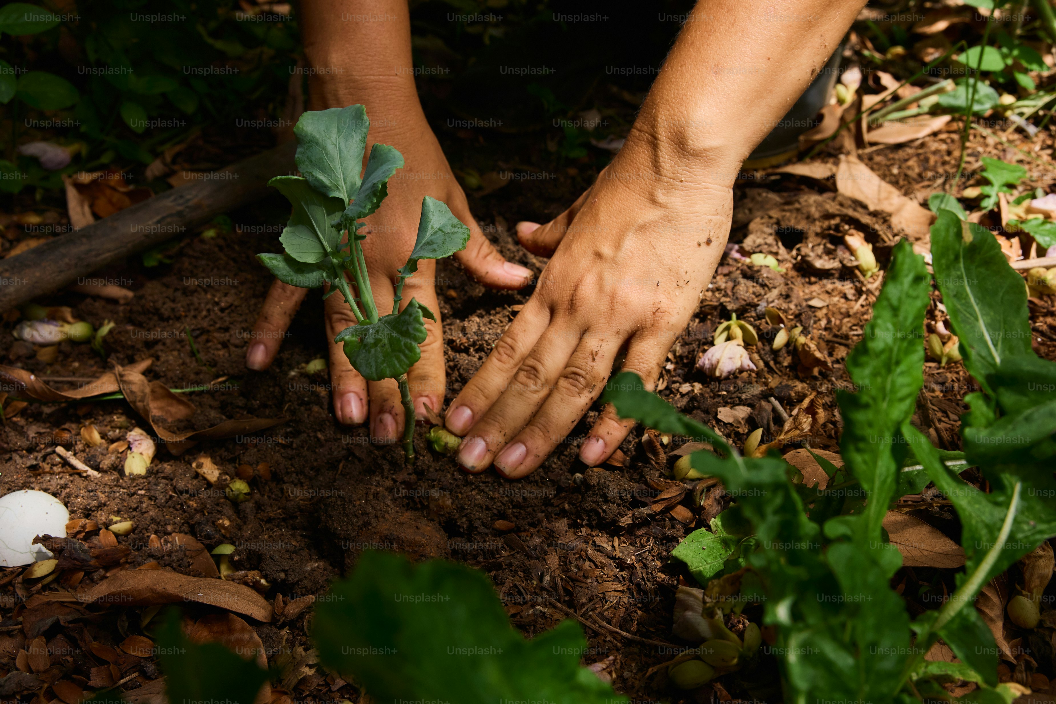A person kneeling down to plant a plant in the dirt