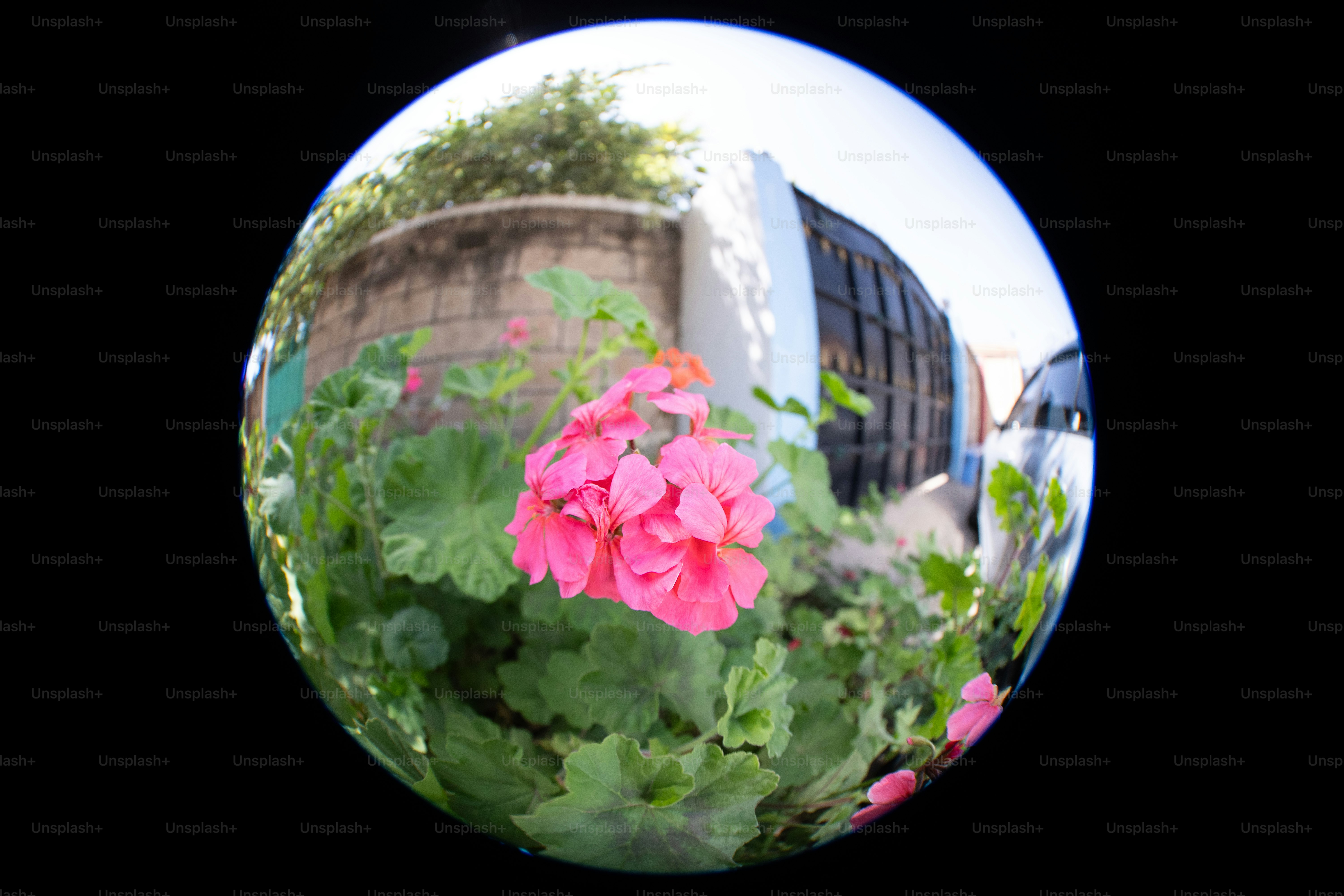 Uma foto de algumas flores em um espelho