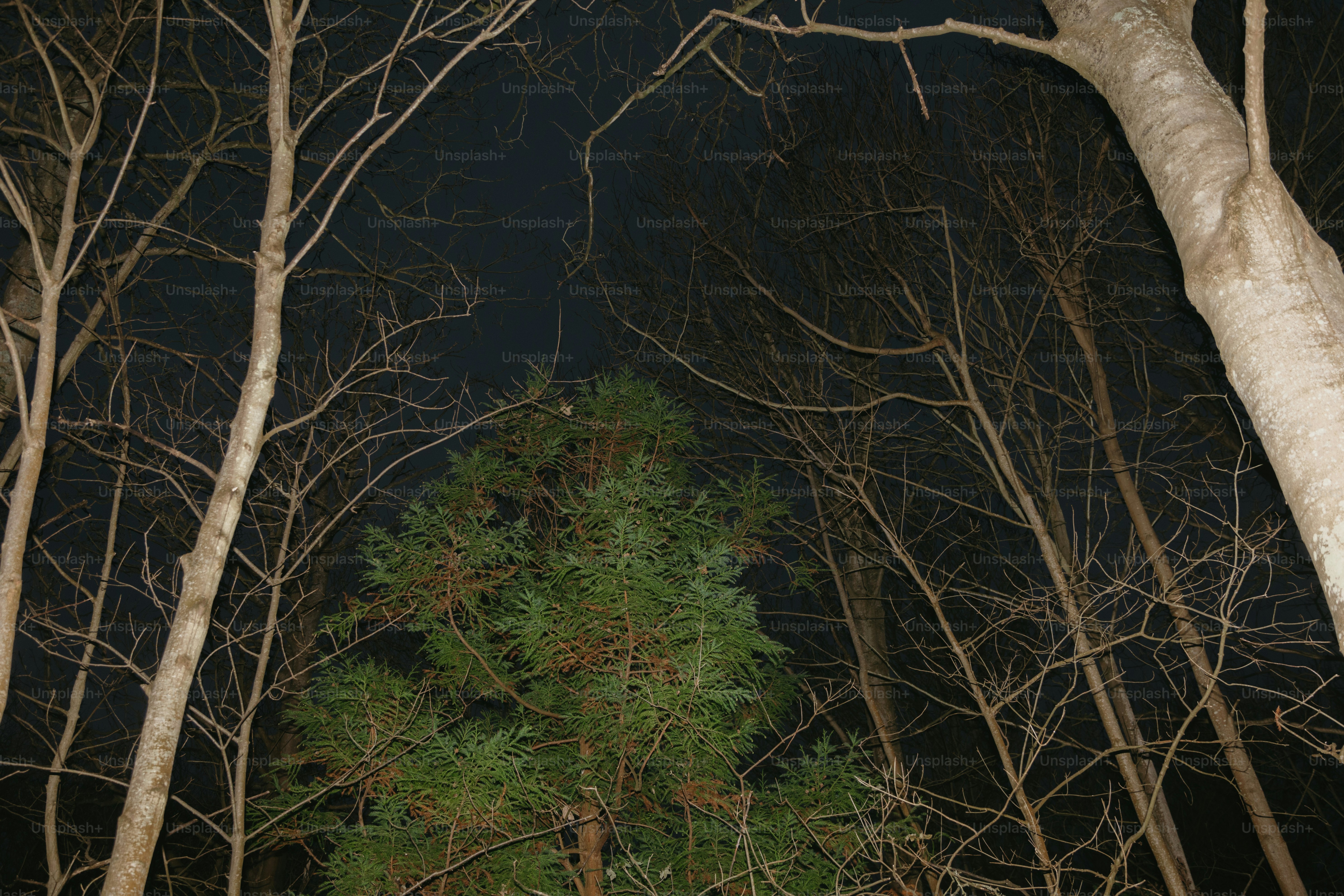 A forest filled with lots of tall trees at night
