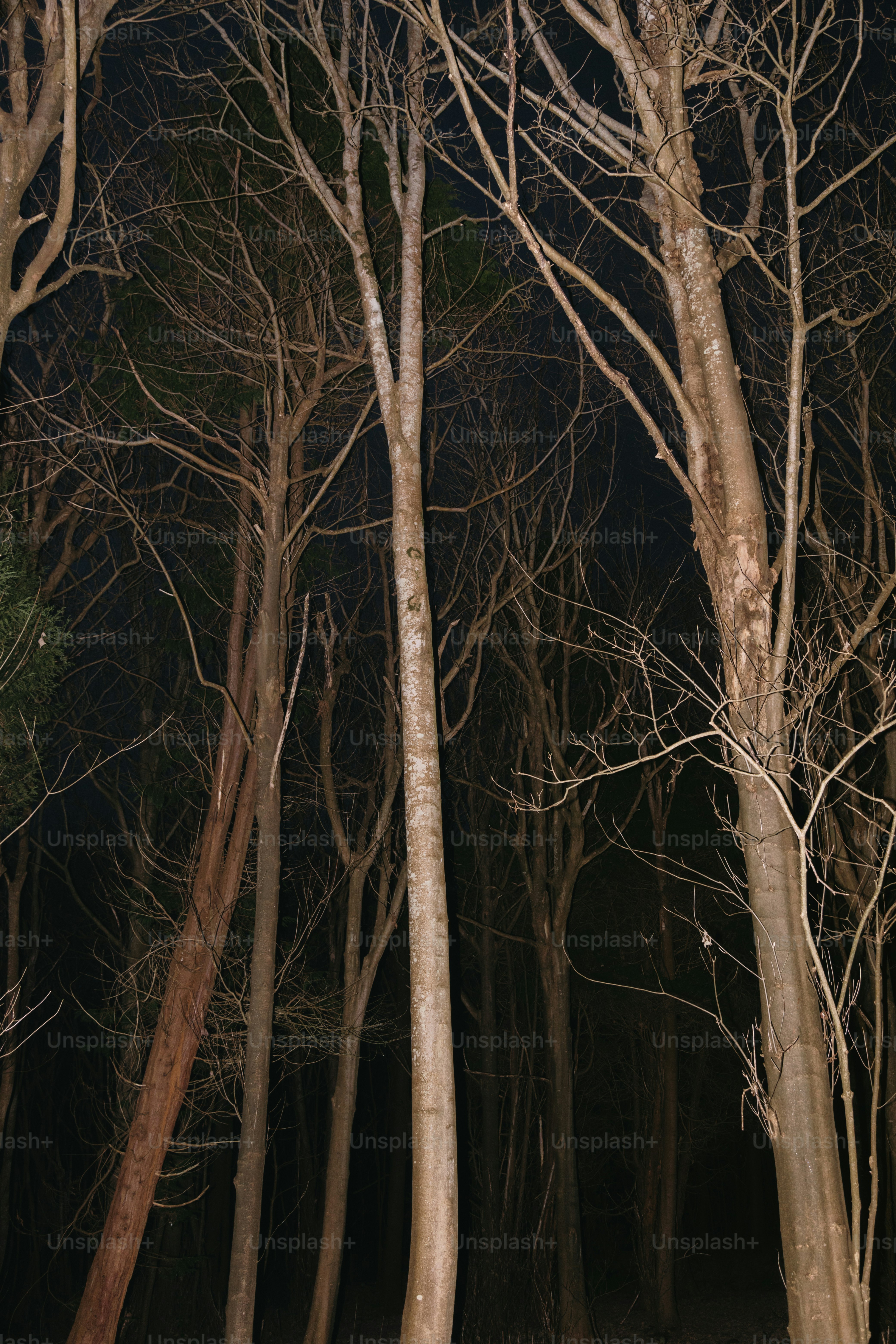 A couple of trees that are standing in the dirt