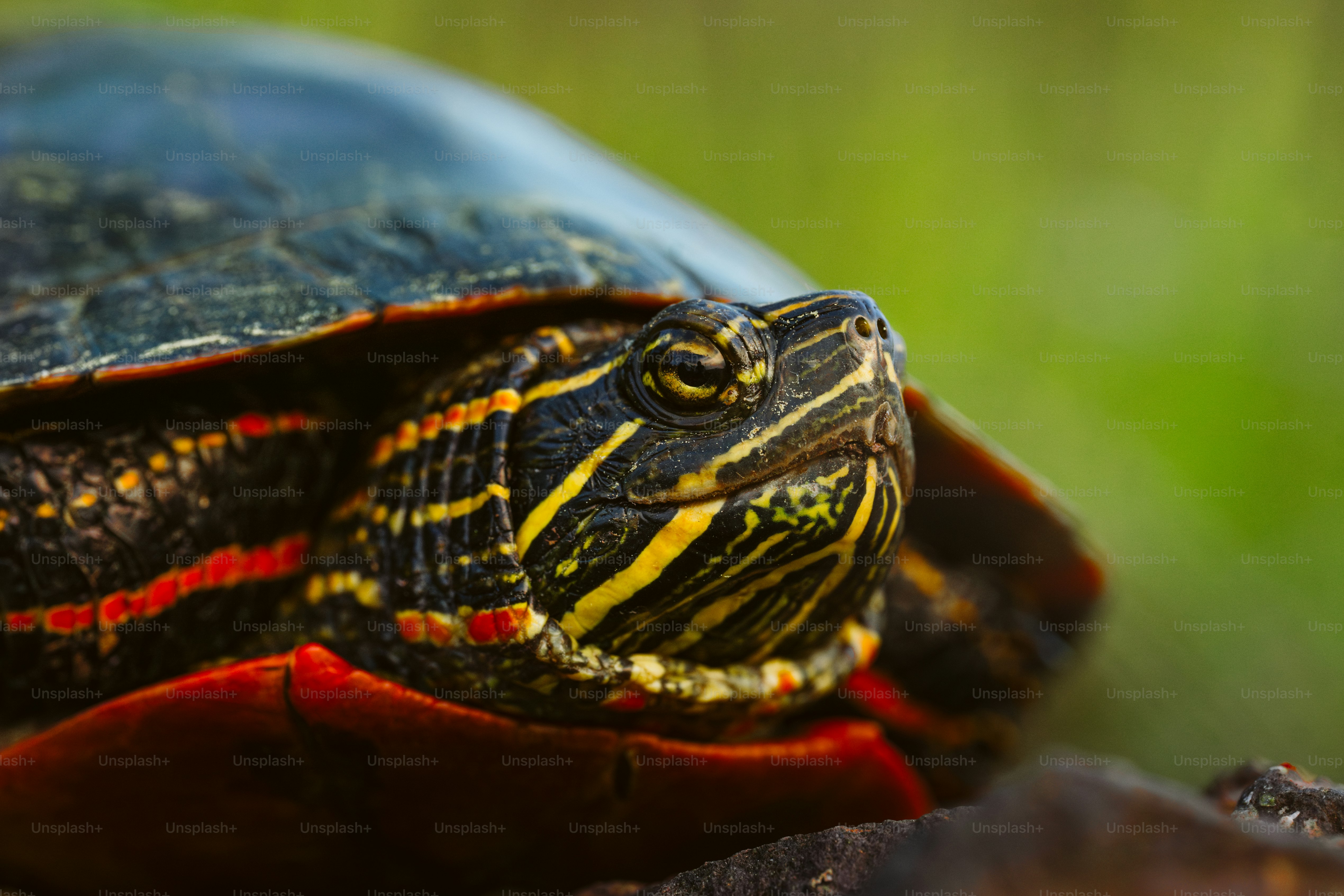A close up of a turtle sitting on a piece of wood