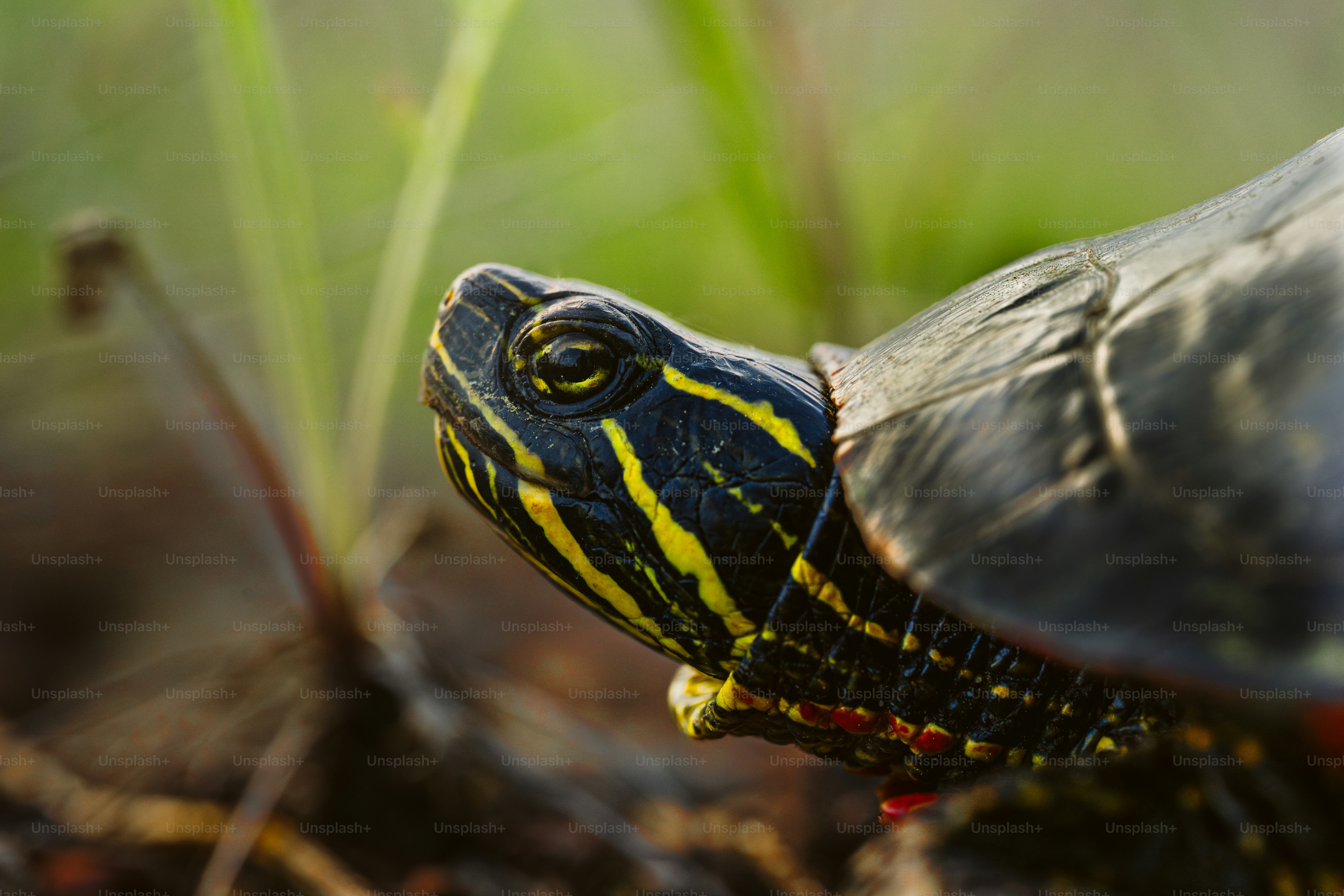 A close up of a turtle on the ground