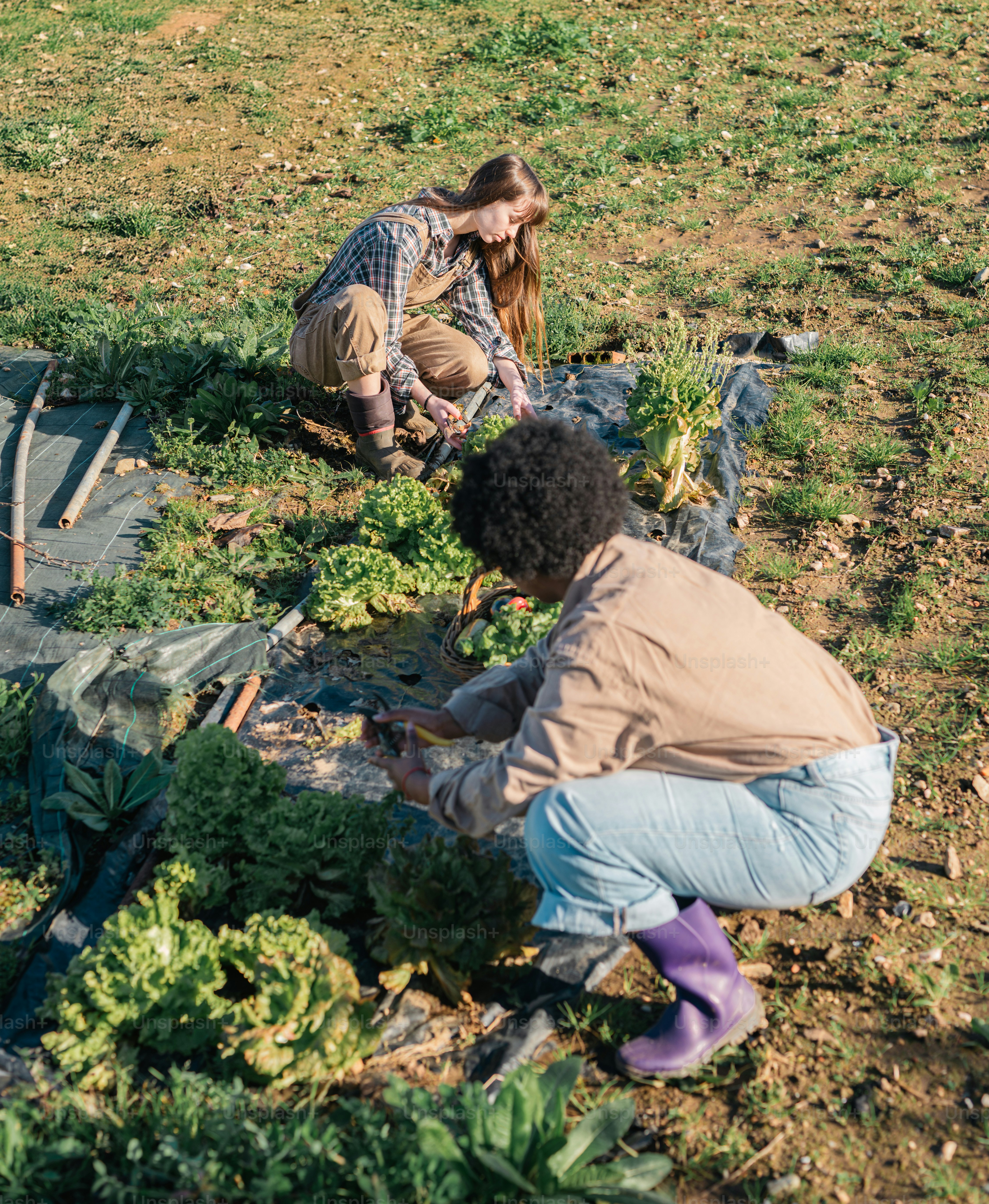 Un paio di persone che sono inginocchiate nell'erba