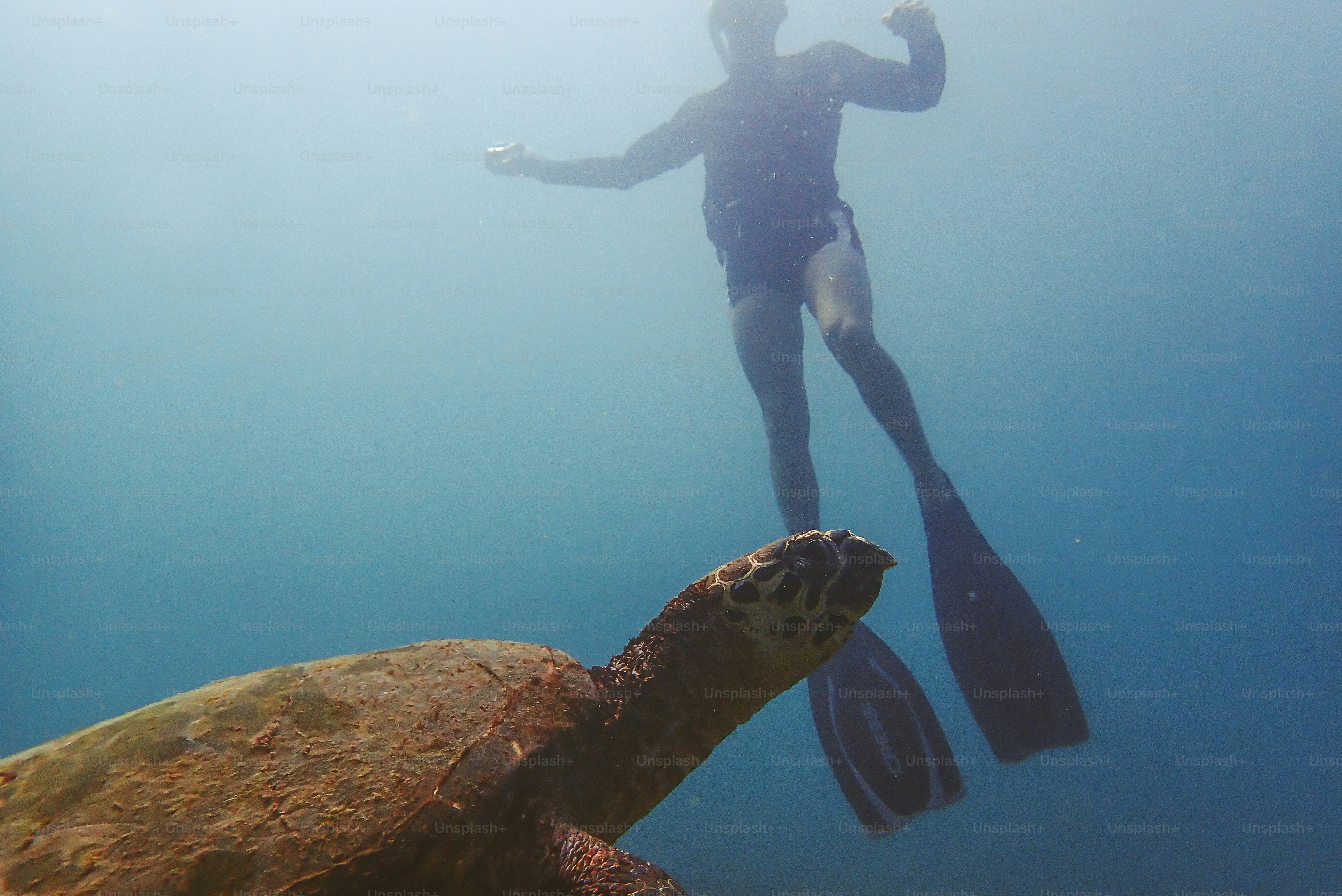 A woman scubas with a turtle in the ocean