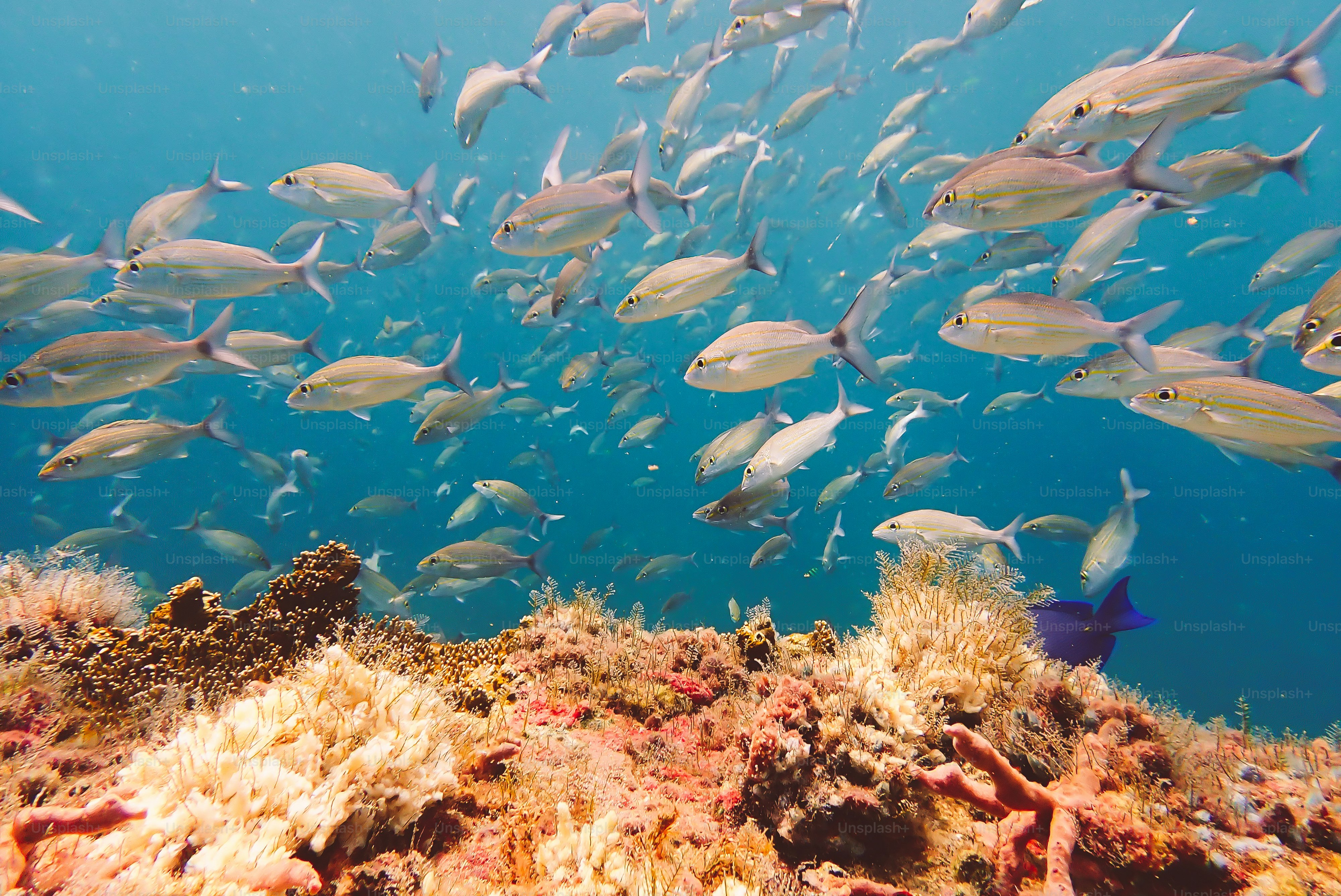 A school of fish swimming over a coral reef