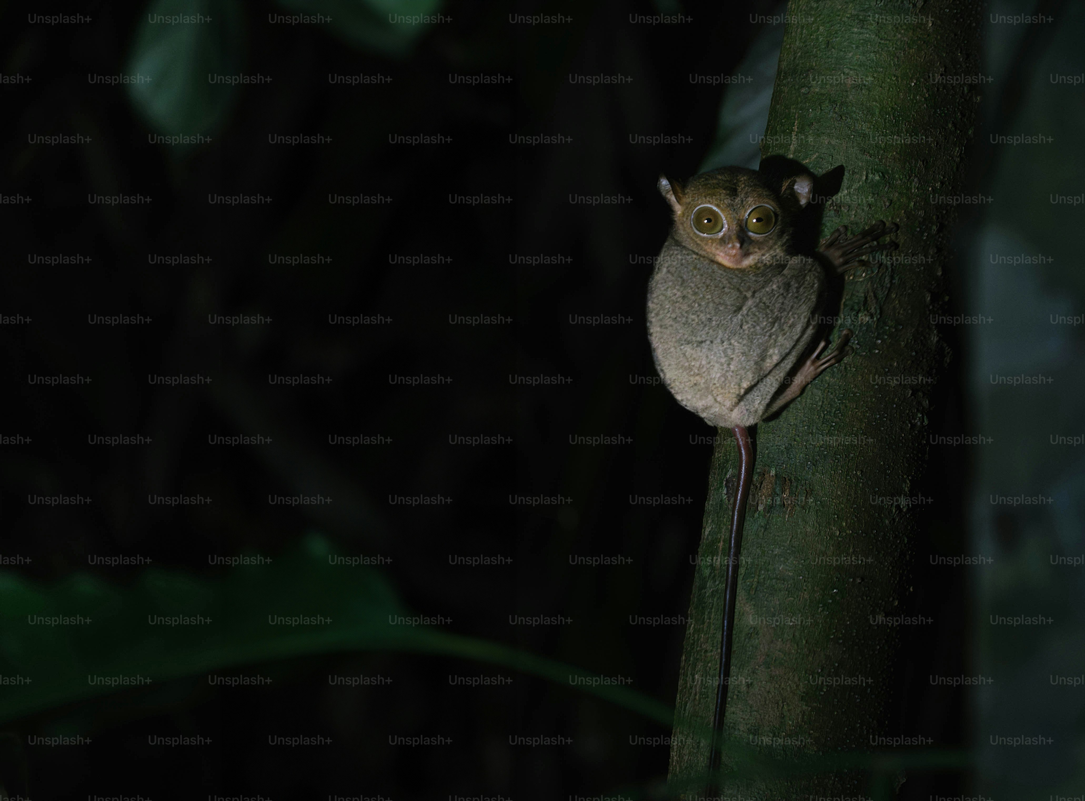 A small animal sitting on the side of a tree