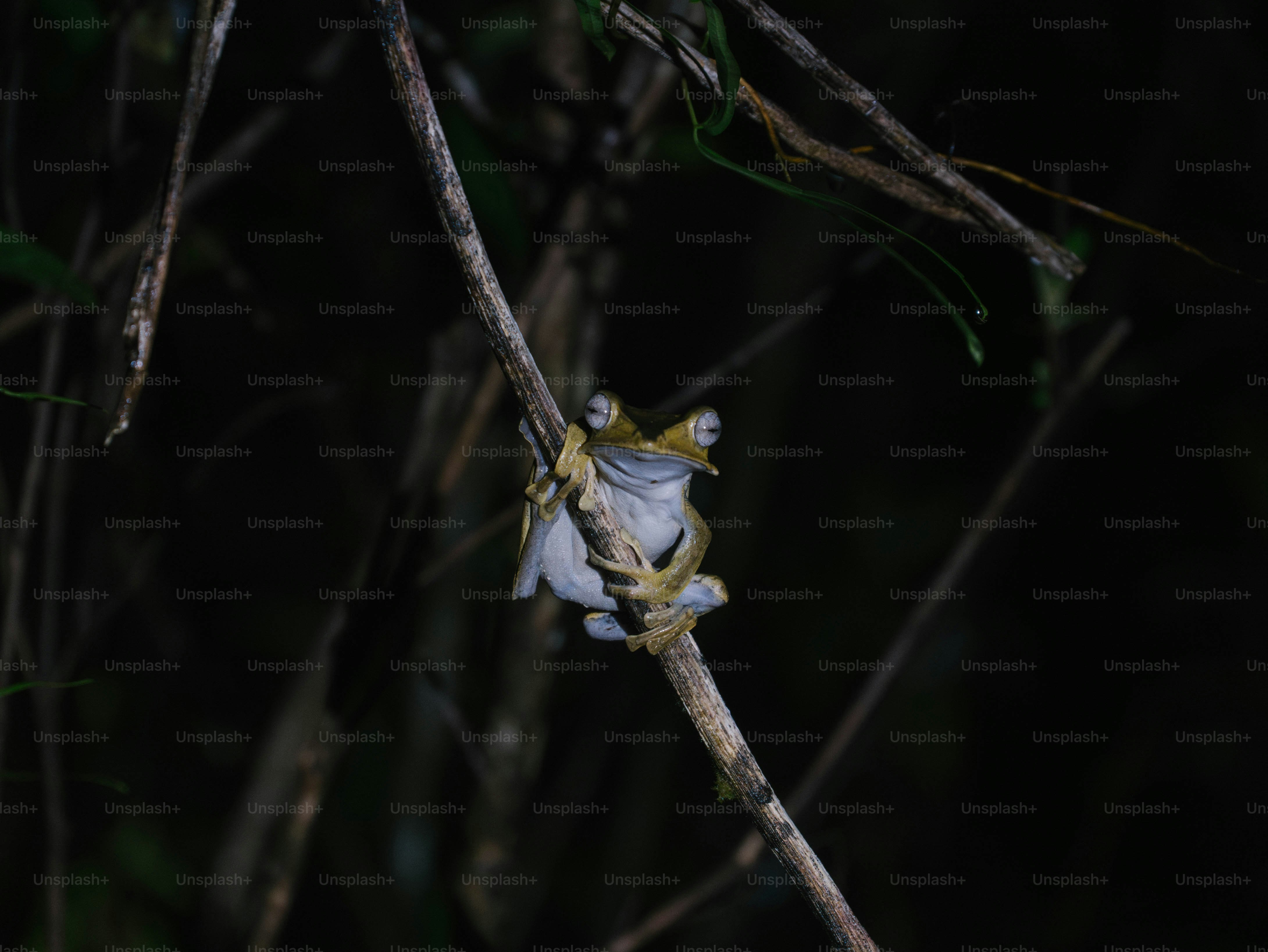 A small white flower sitting on top of a tree branch