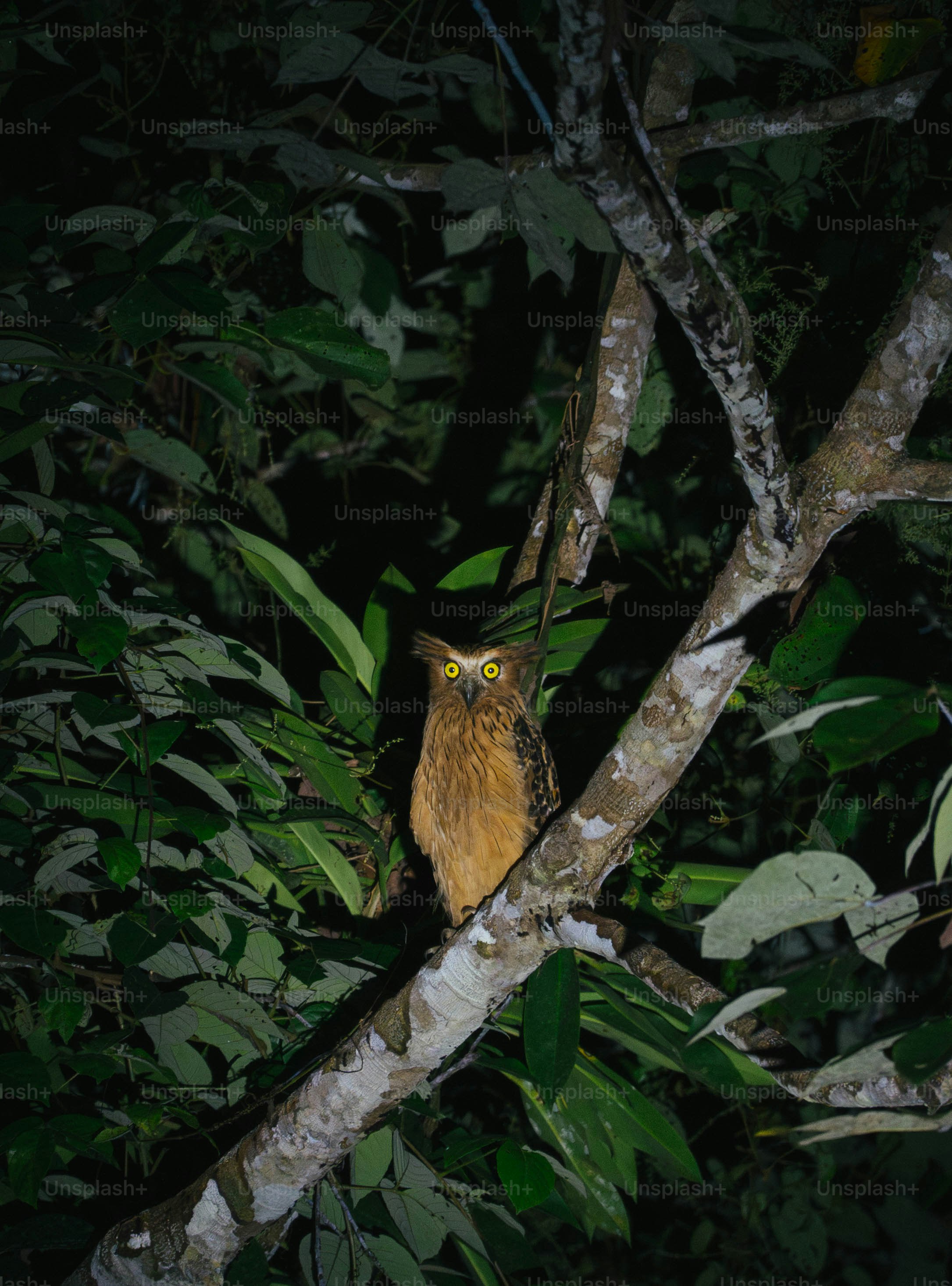 A bird sitting on a tree branch in the dark