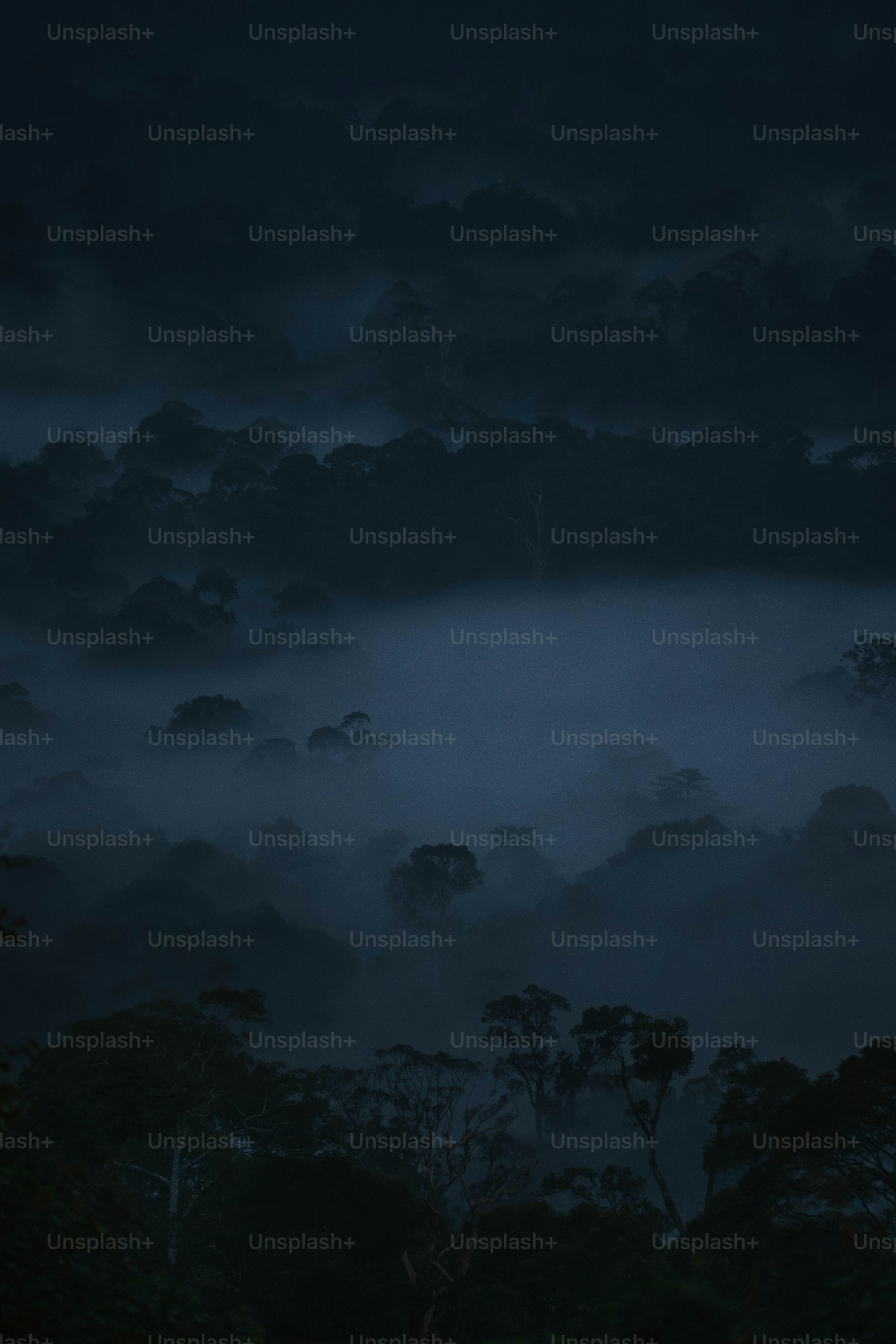 Uma noite de nevoeiro no meio de uma floresta