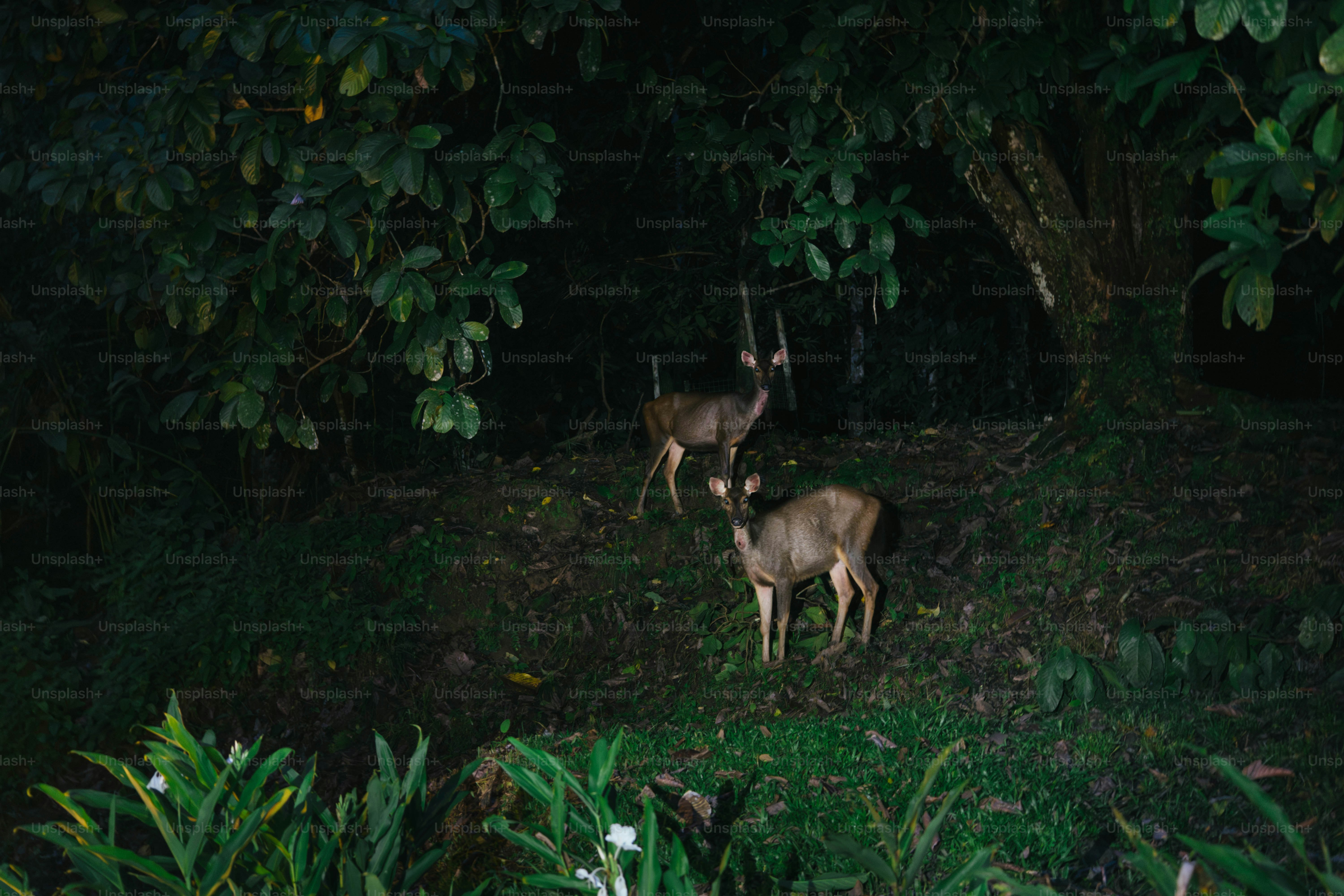 A couple of deer standing on top of a lush green forest