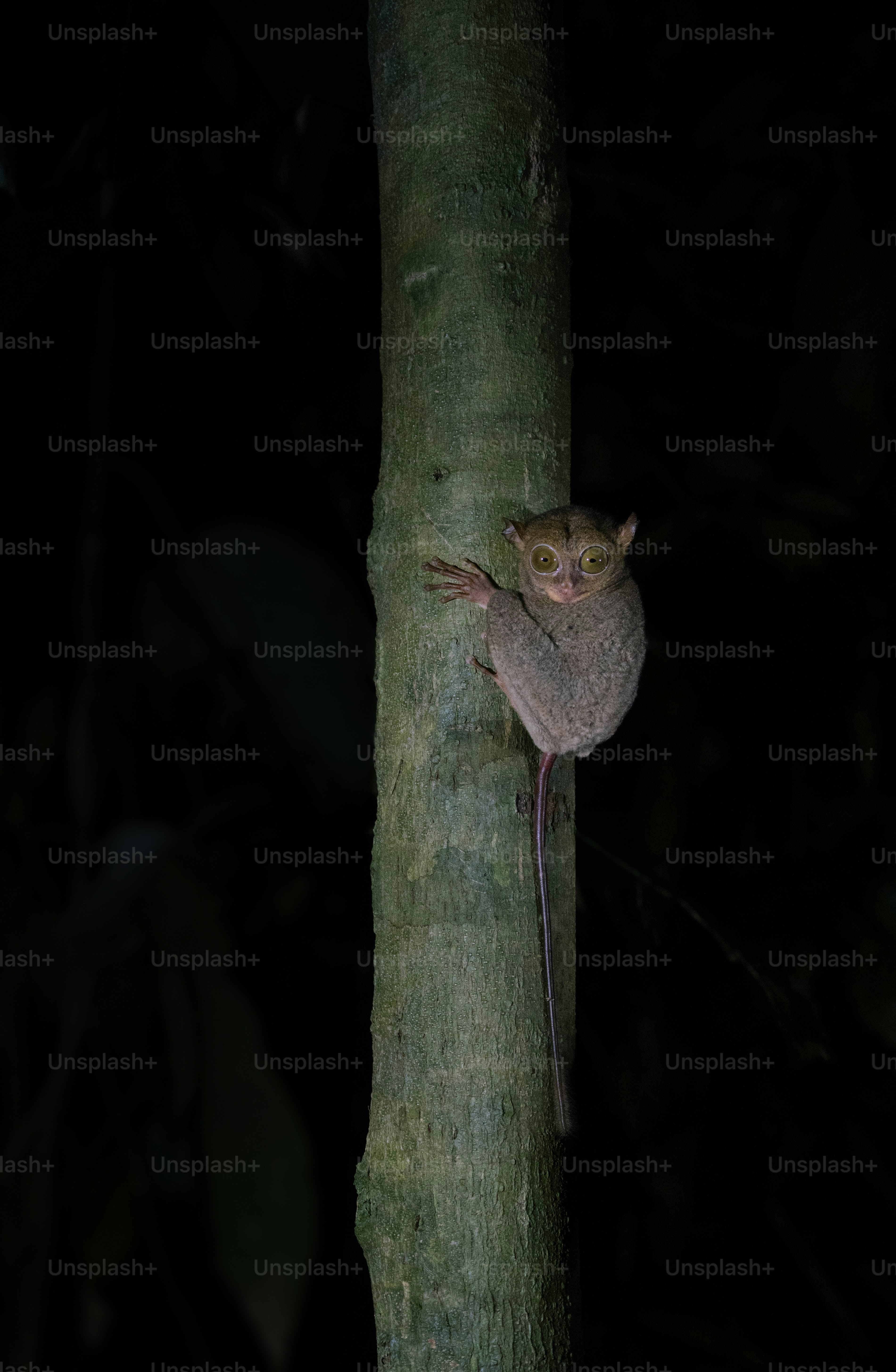 A small animal climbing up the side of a tree