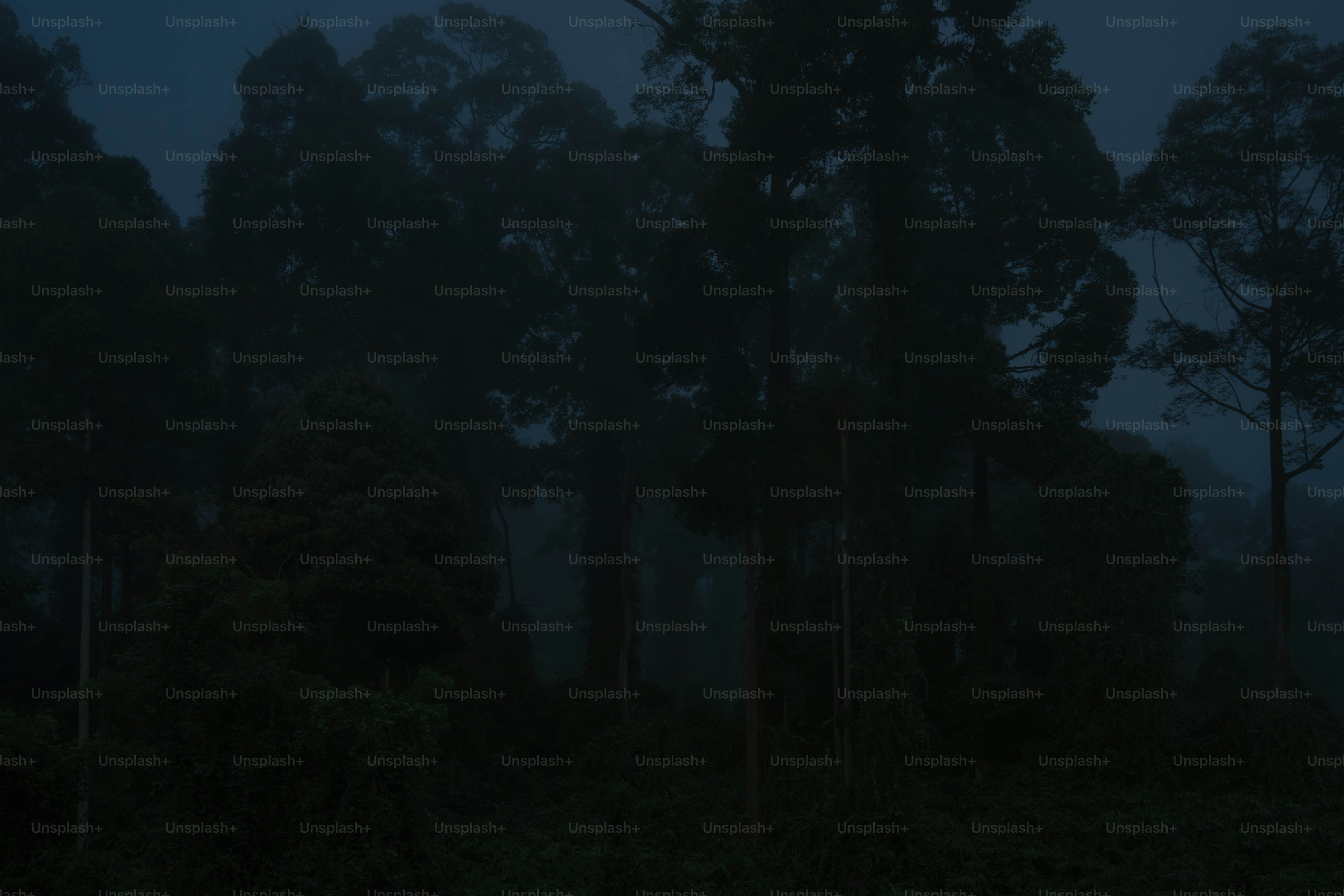 A dark forest filled with lots of tall trees