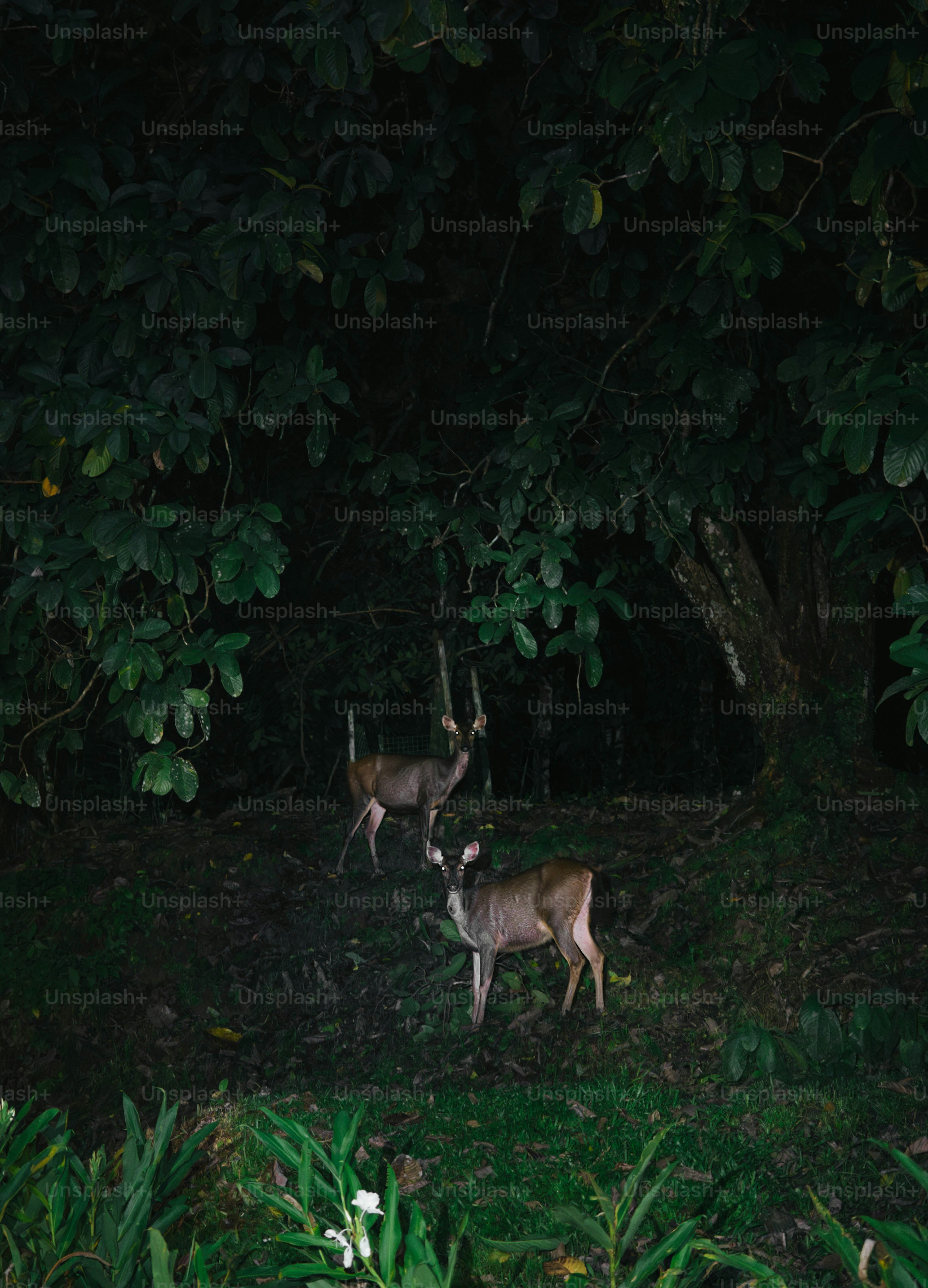 A couple of deer standing on top of a lush green field