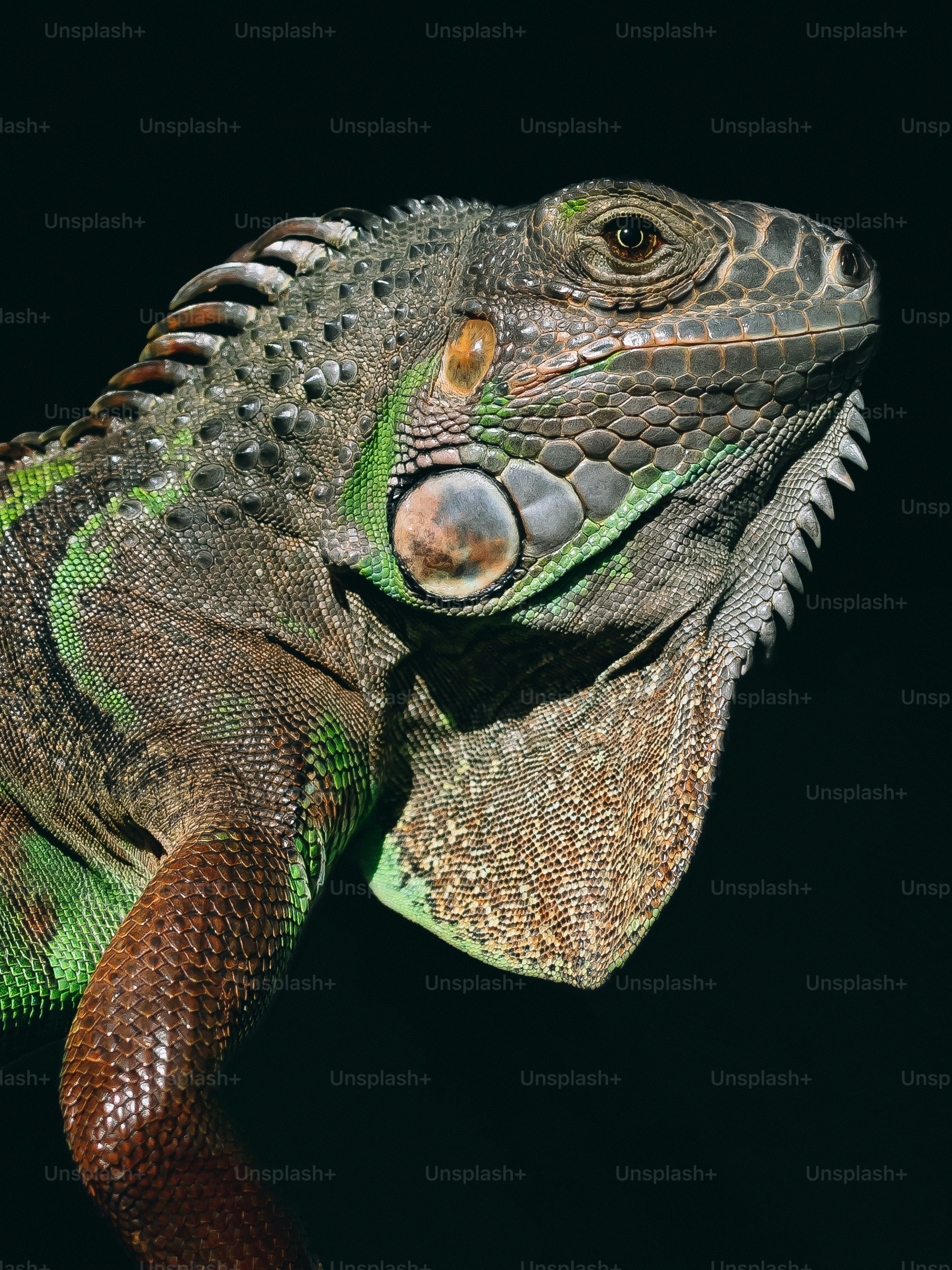 A close up of a lizard on a black background