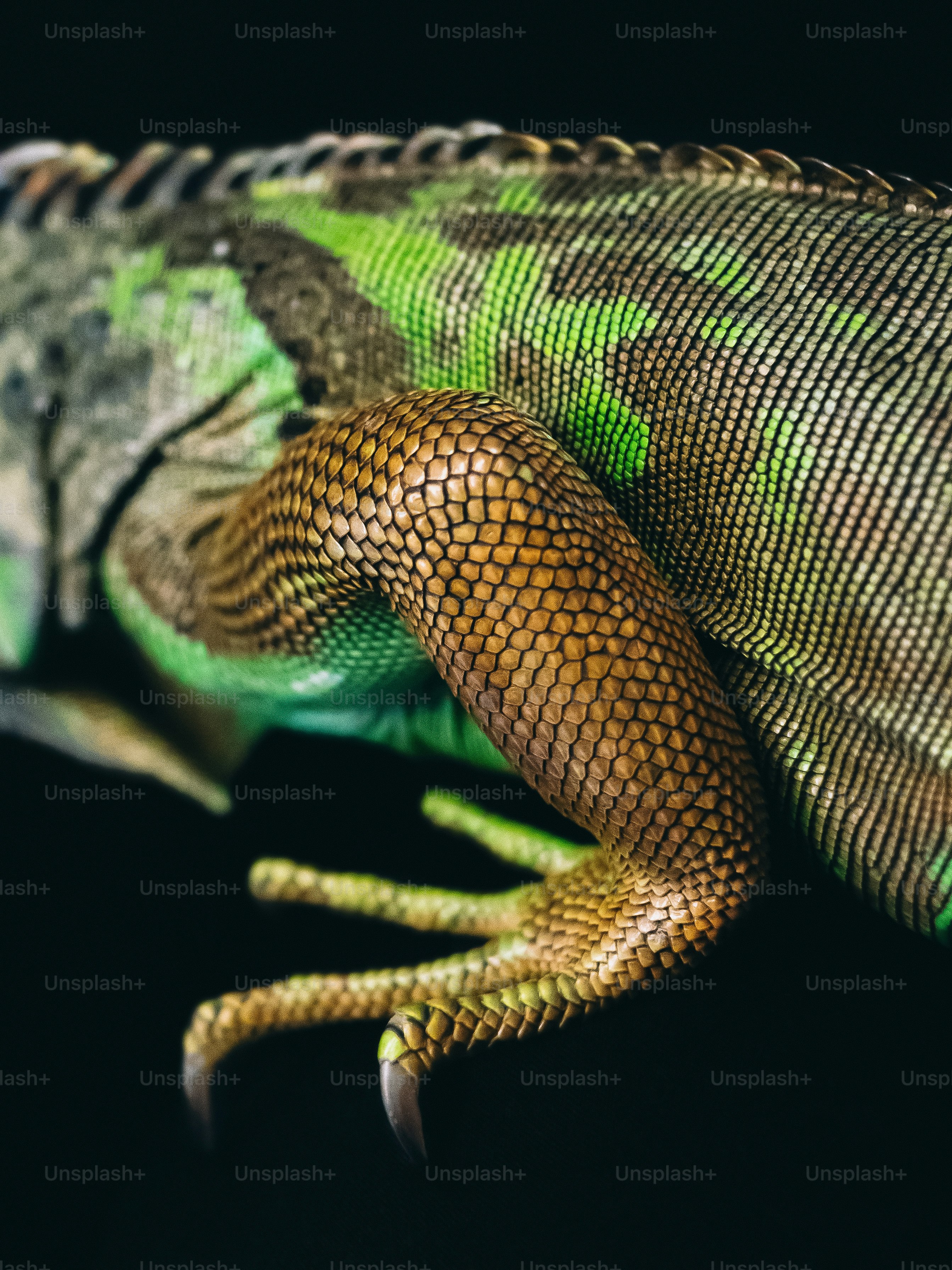 A close up of a lizard on a black background