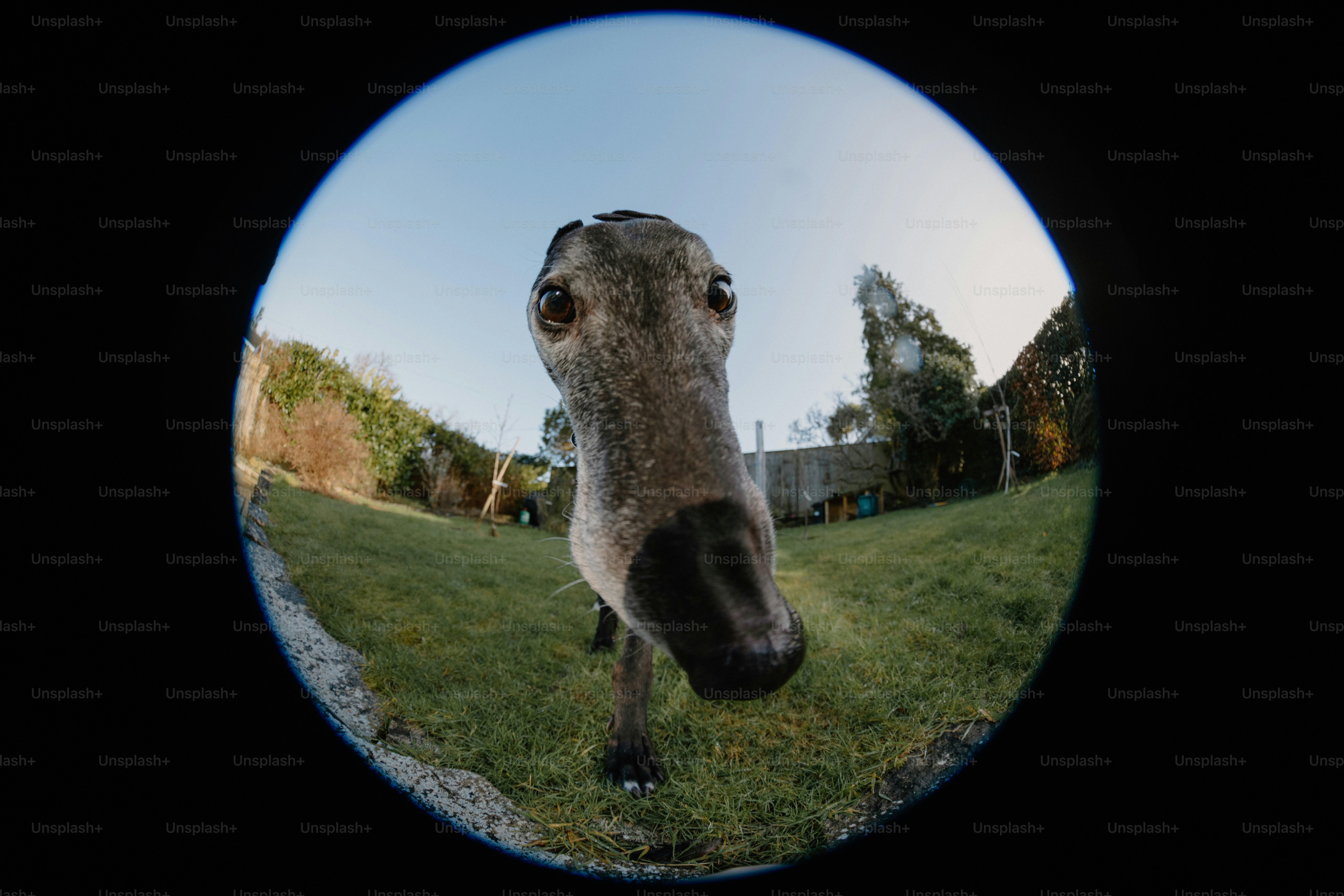 A close up of a horse in a field