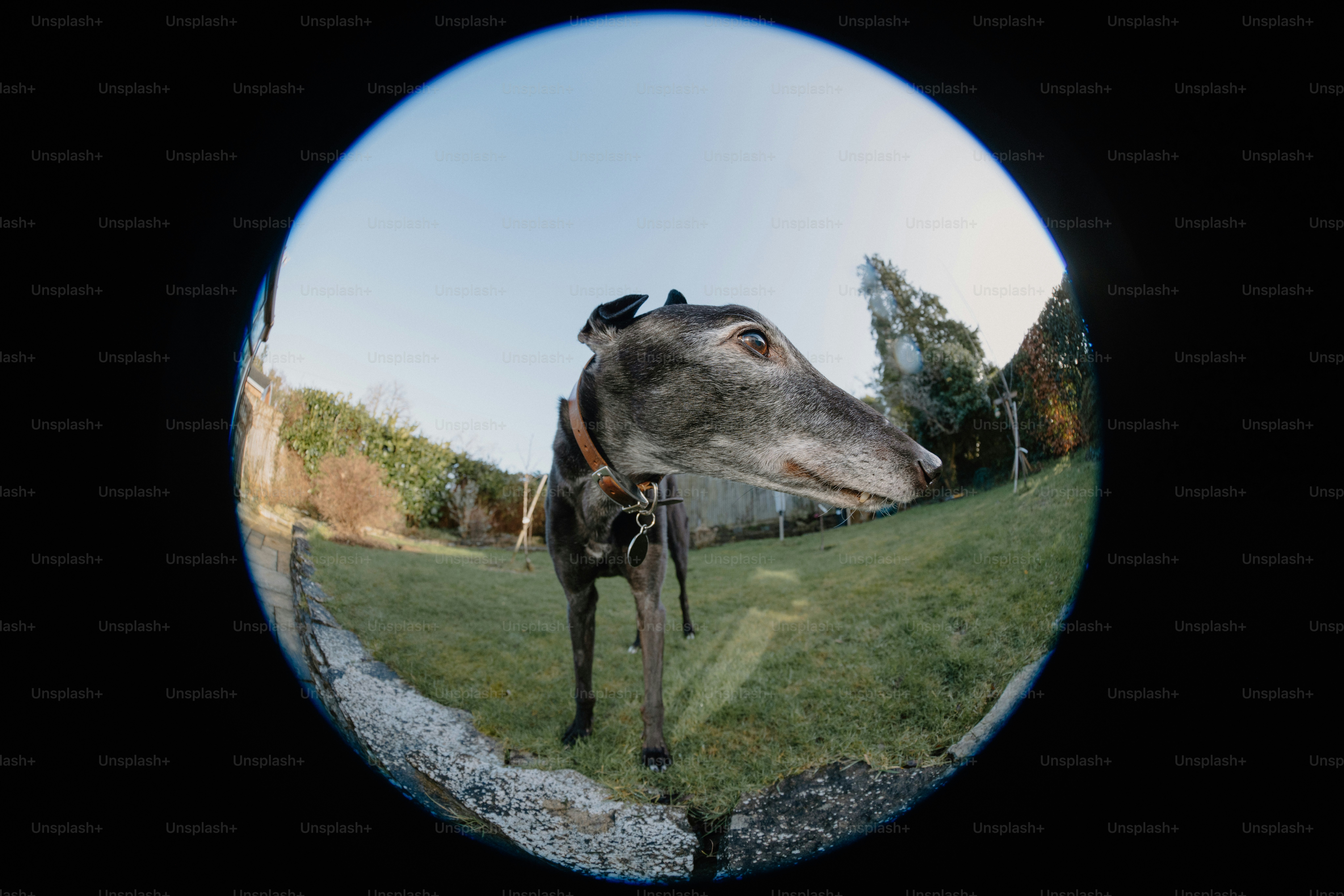 A cow standing on top of a lush green field
