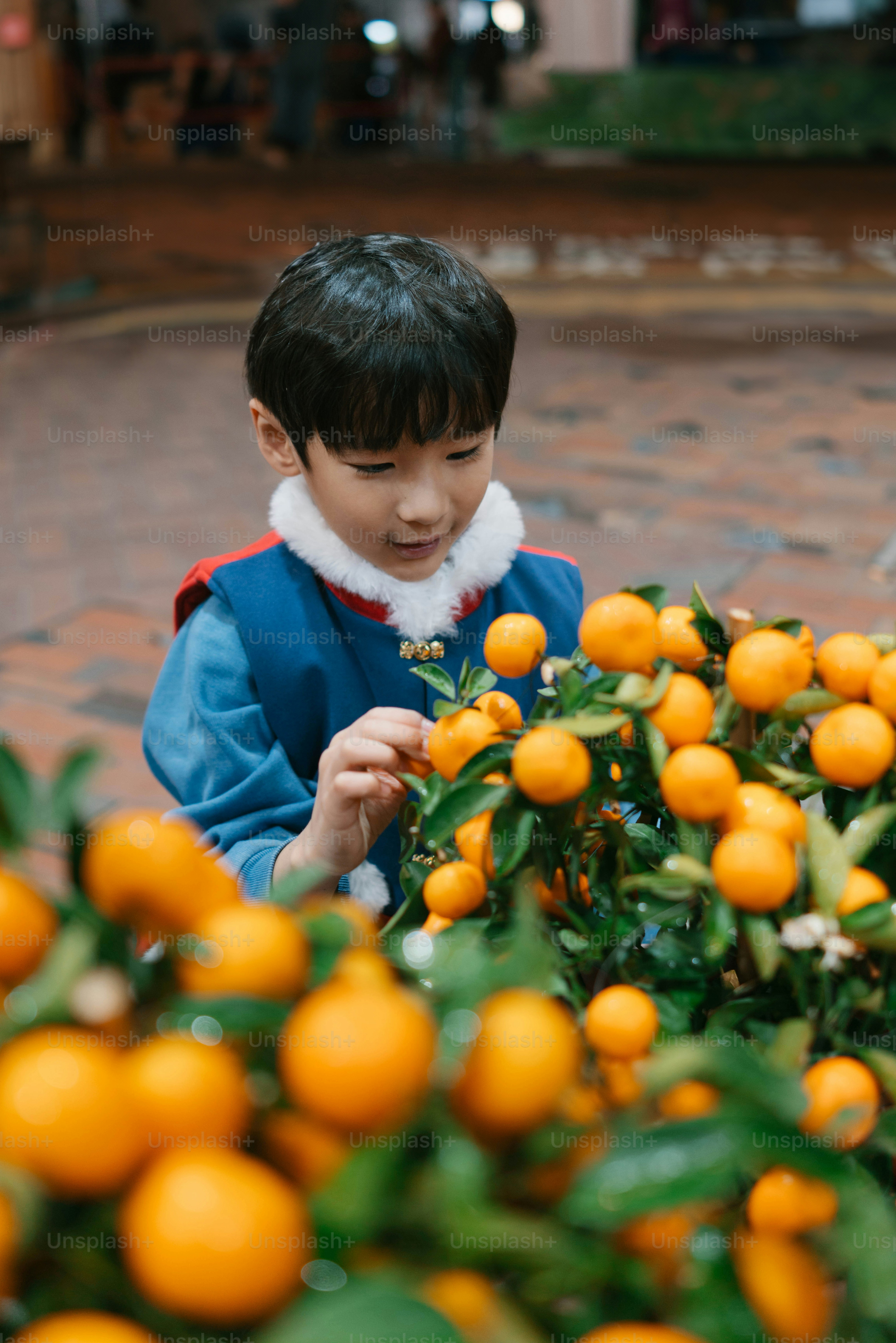 A young boy picking oranges from a tree