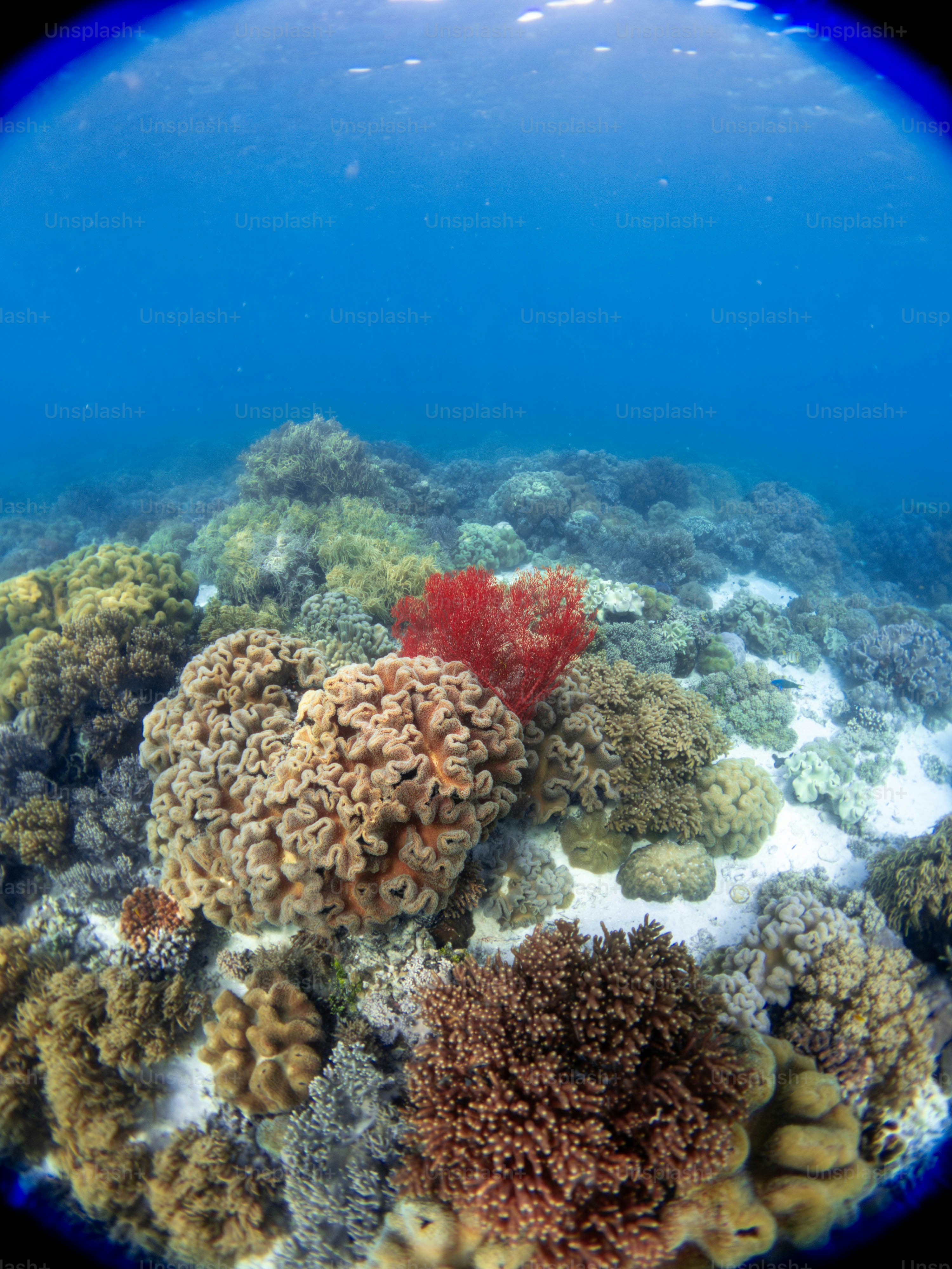 Over 5,000 New Corals Planted in Agincourt Reef Zone