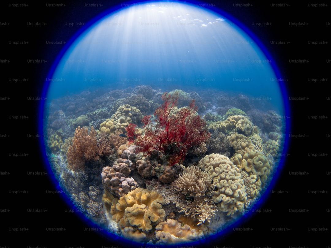 An underwater view of a coral reef in the ocean