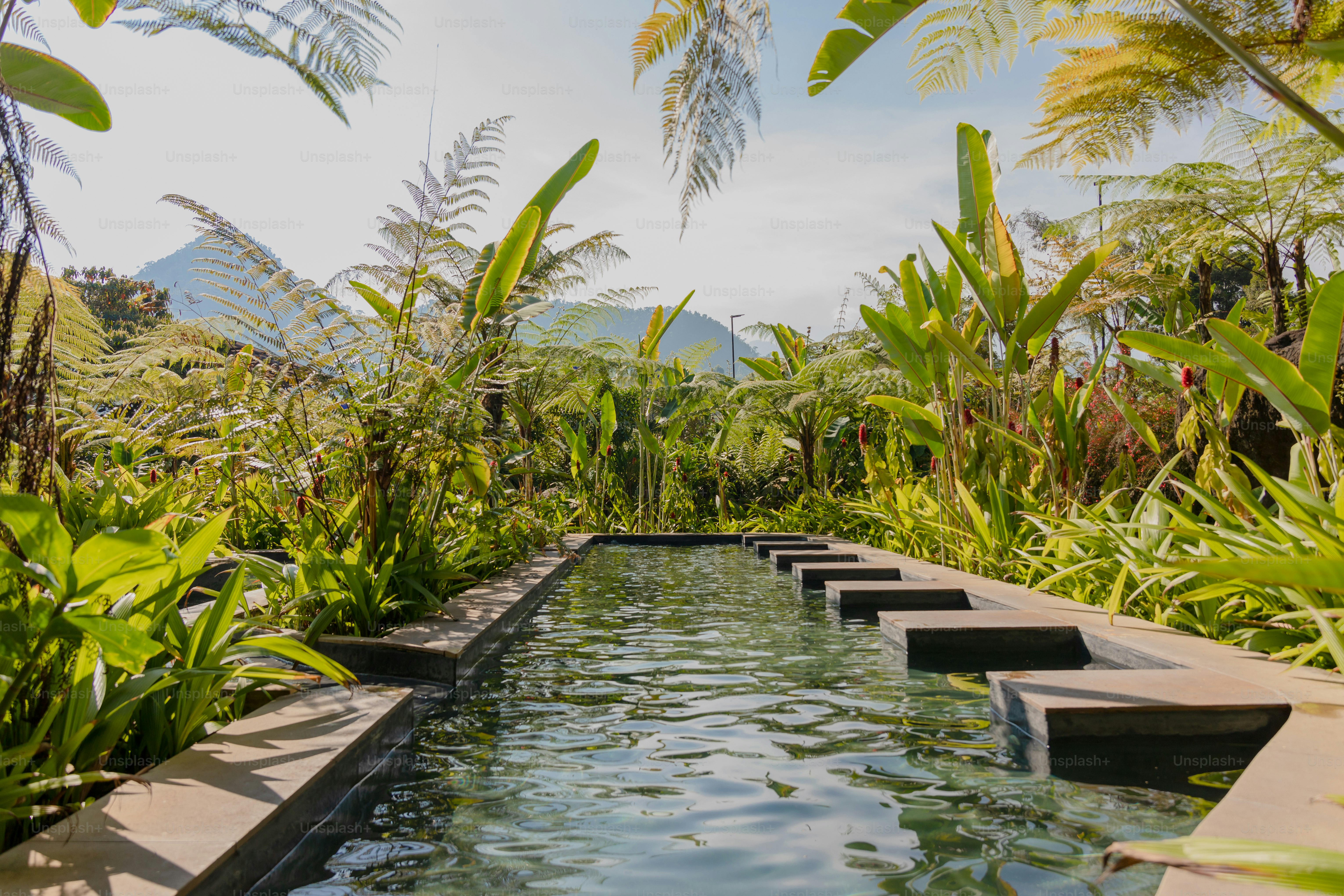A small pool surrounded by lush green plants
