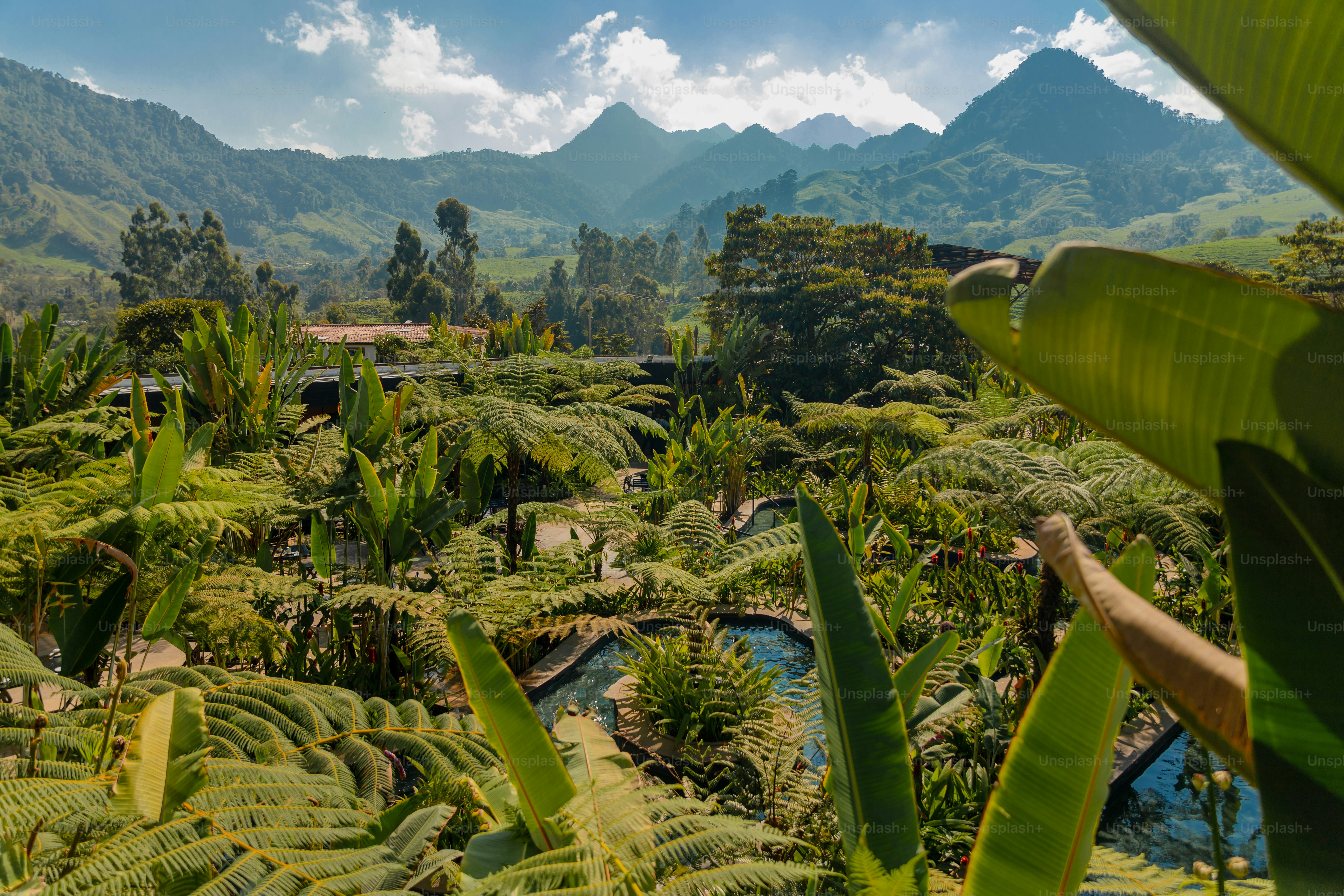 Hutan hijau rimbun yang dipenuhi dengan banyak pepohonan