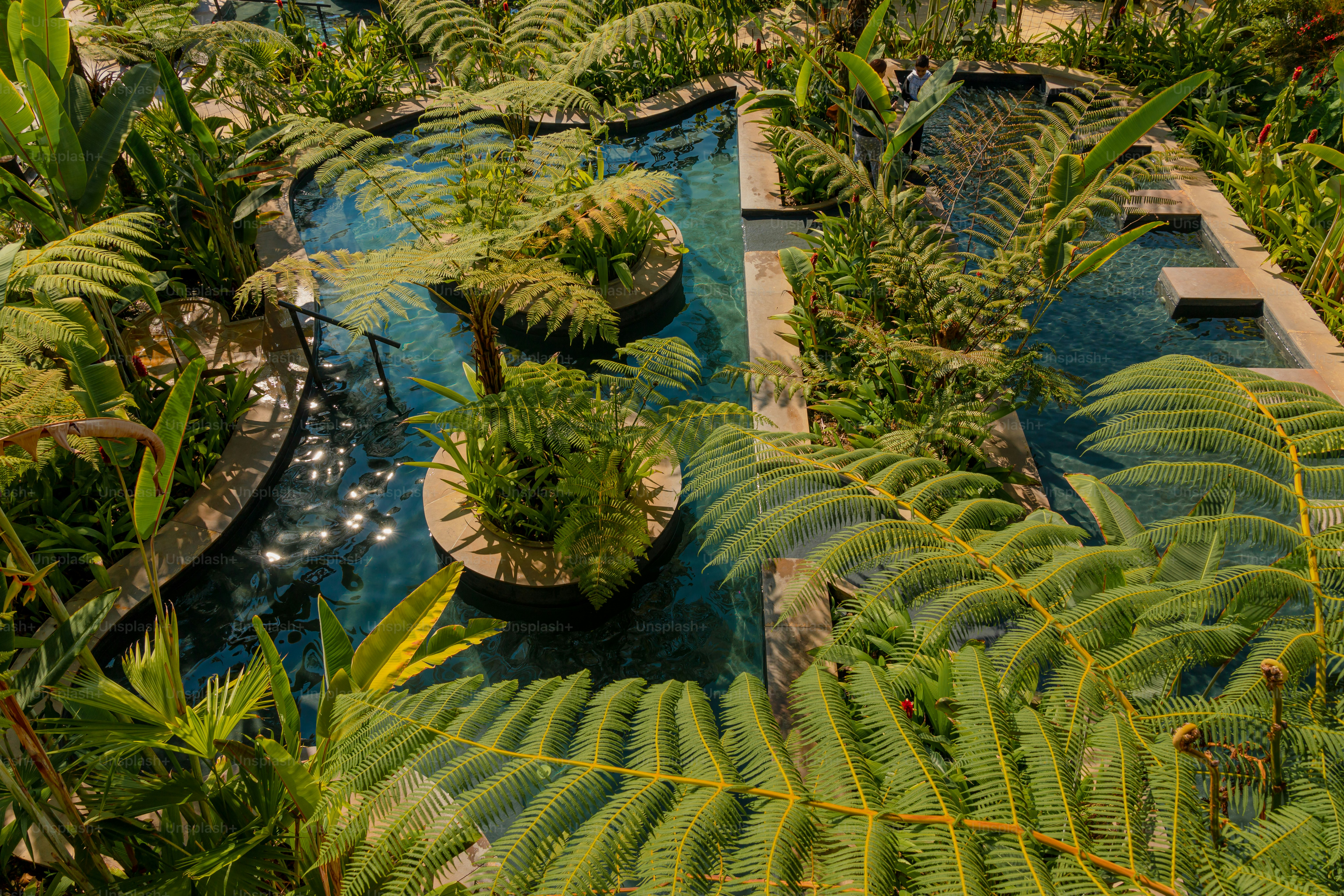 A lush green forest filled with lots of trees