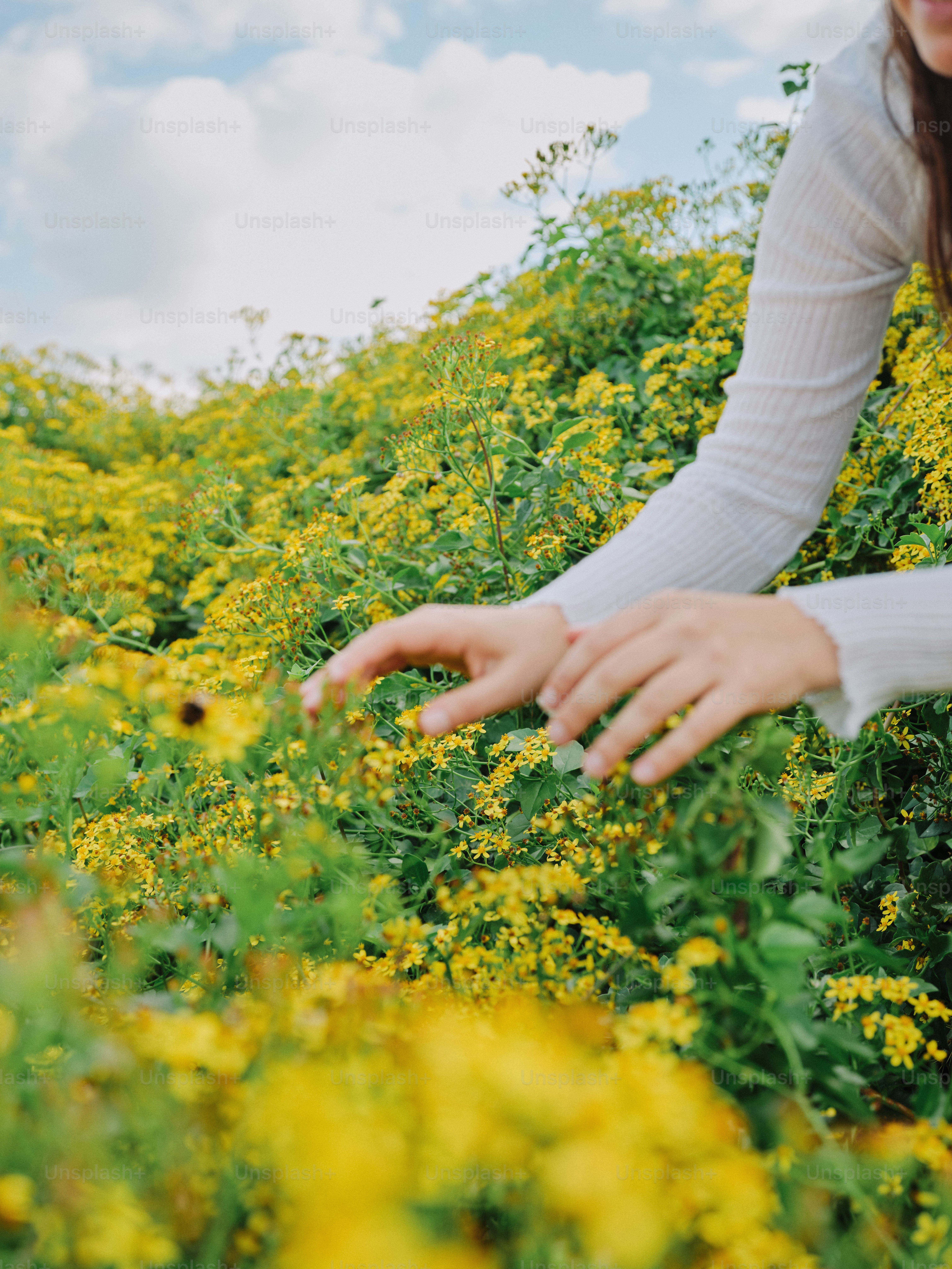A woman kneeling in a field of yellow flowers
