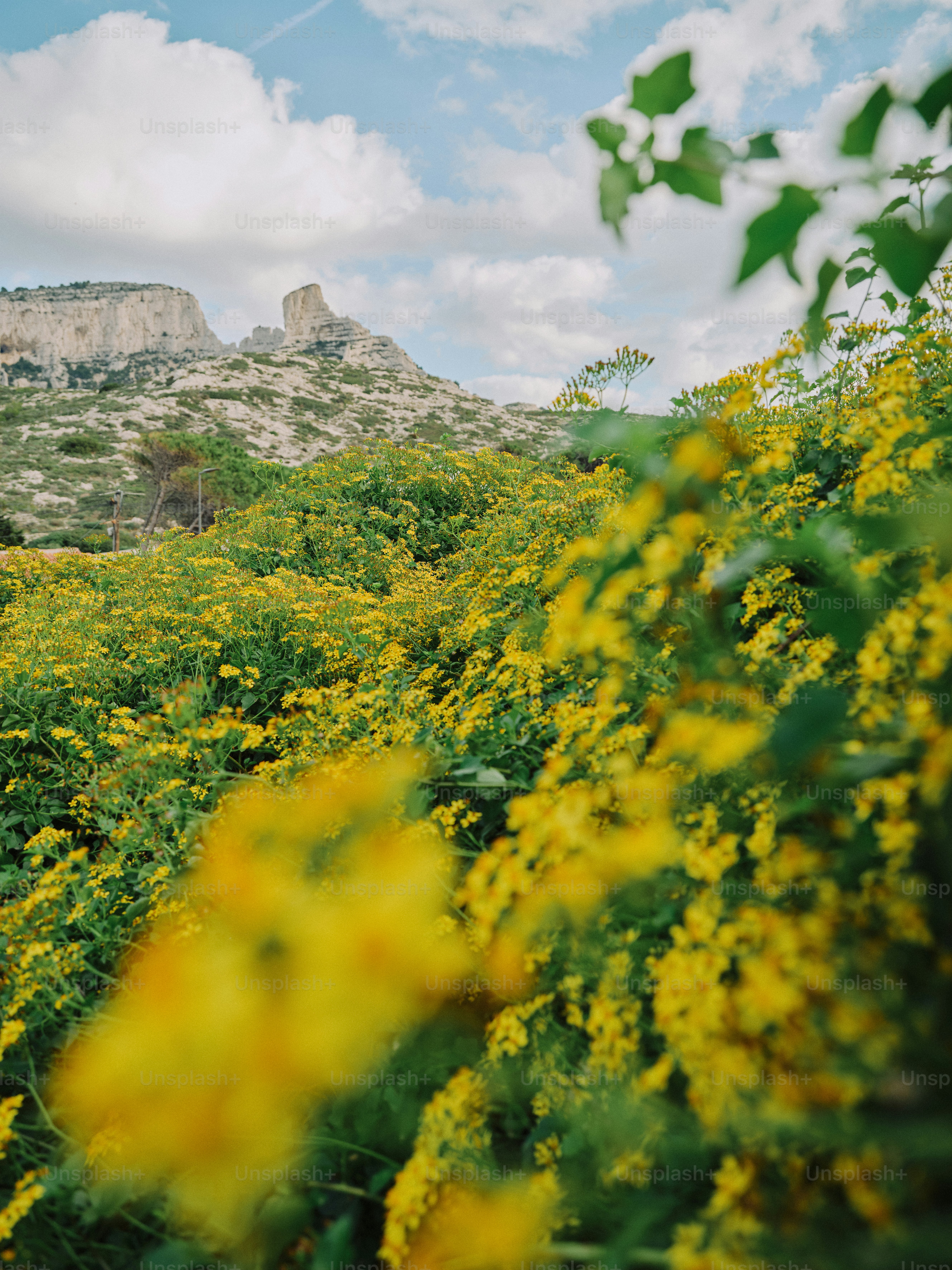 A field of yellow flowers with a mountain in the background