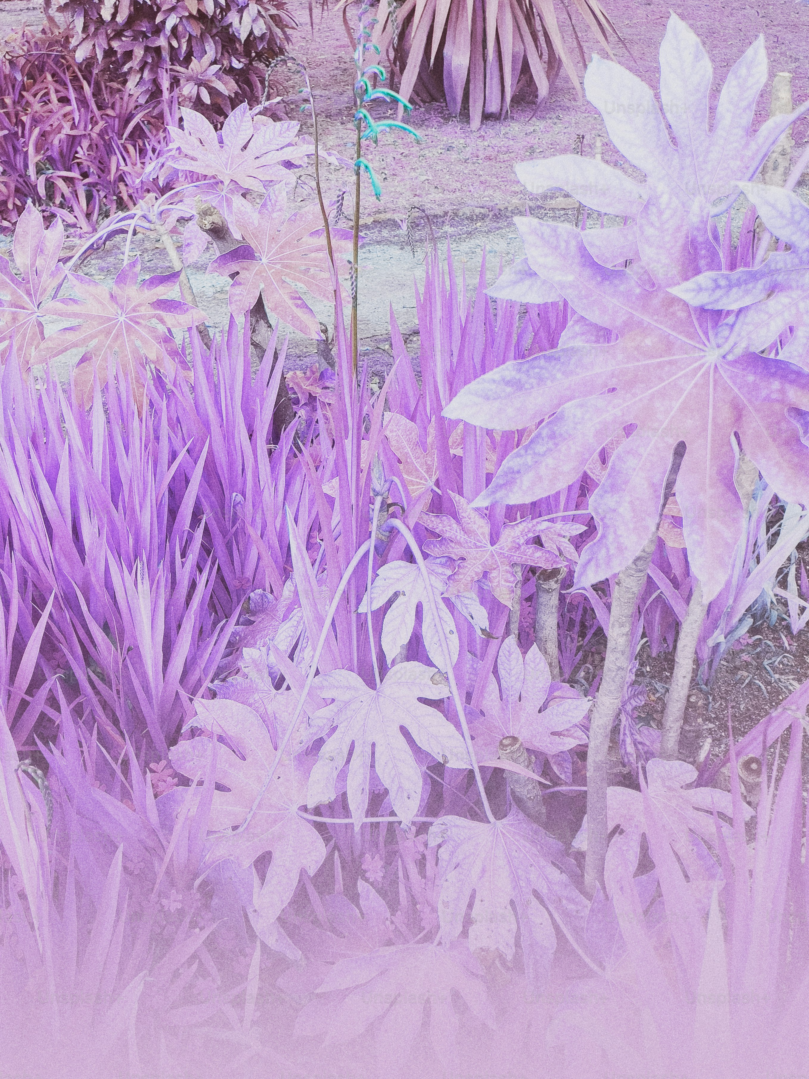 A picture of purple flowers in a garden photo – Colorful Image on Unsplash