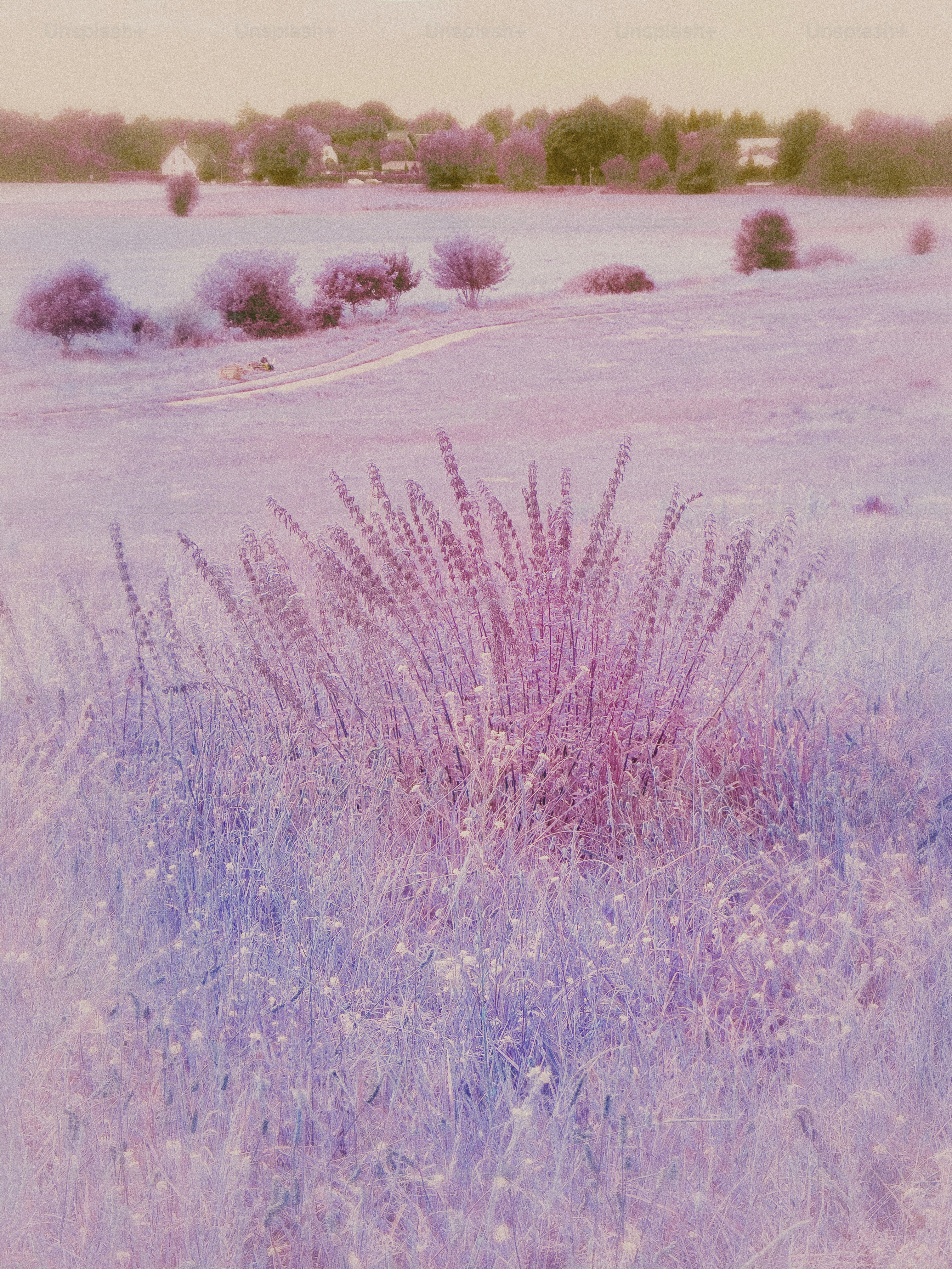 Un campo con fiori viola e alberi sullo sfondo
