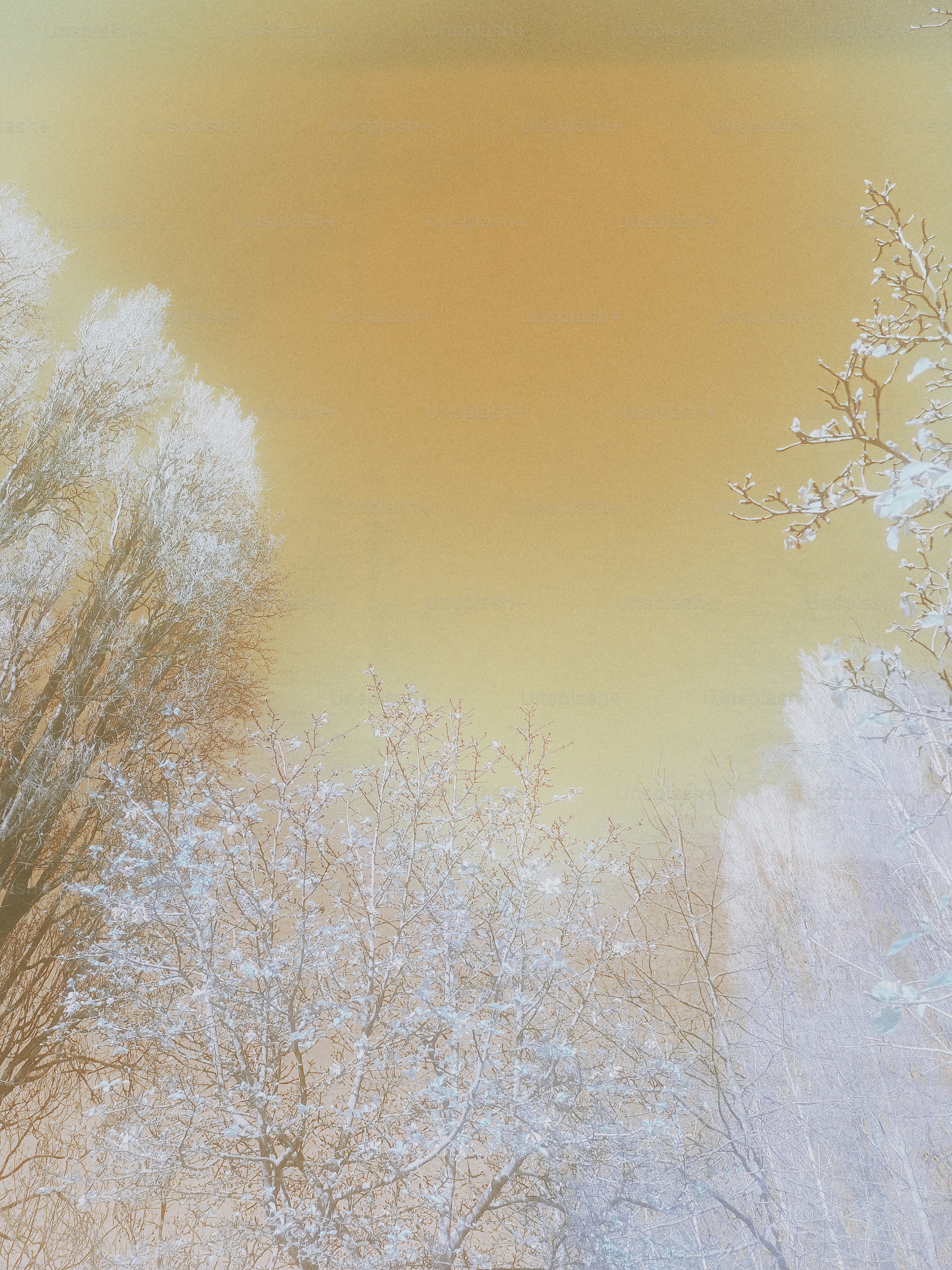 Une photo floue d’arbres dans la neige