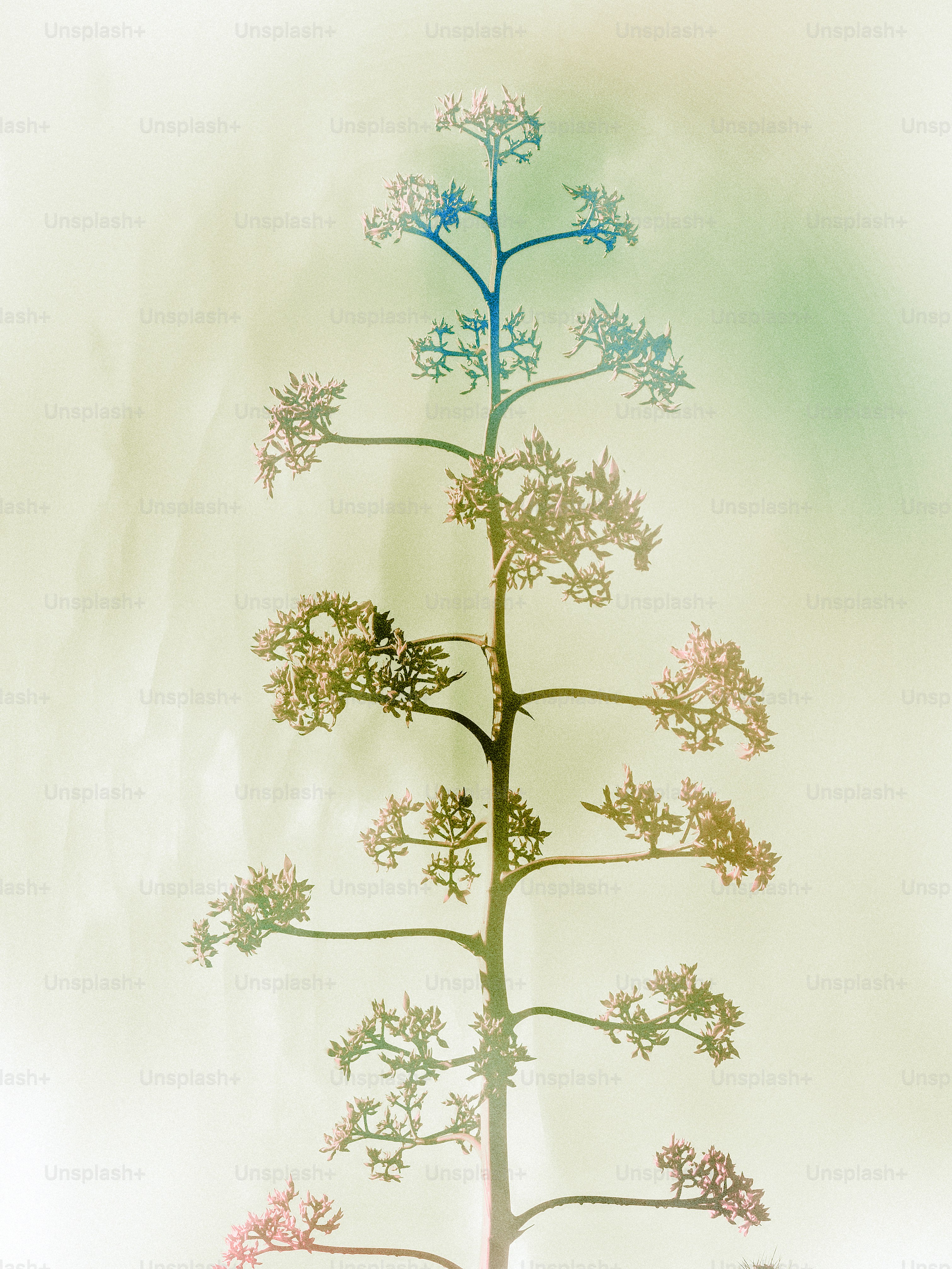 Ein kleiner Baum, aus dem viele Blumen wachsen