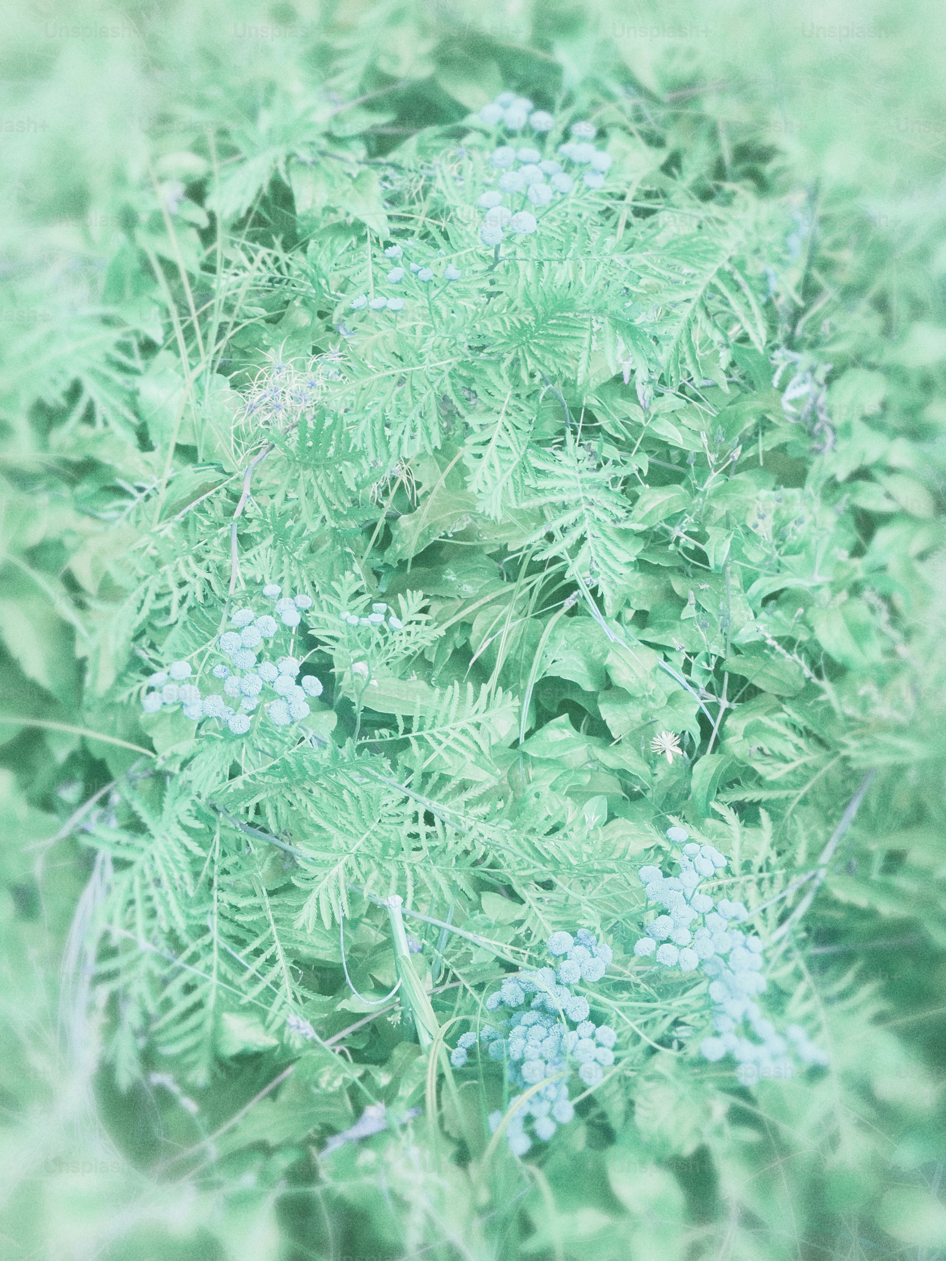 A close up of a plant with green leaves photo – Flowers Image on Unsplash