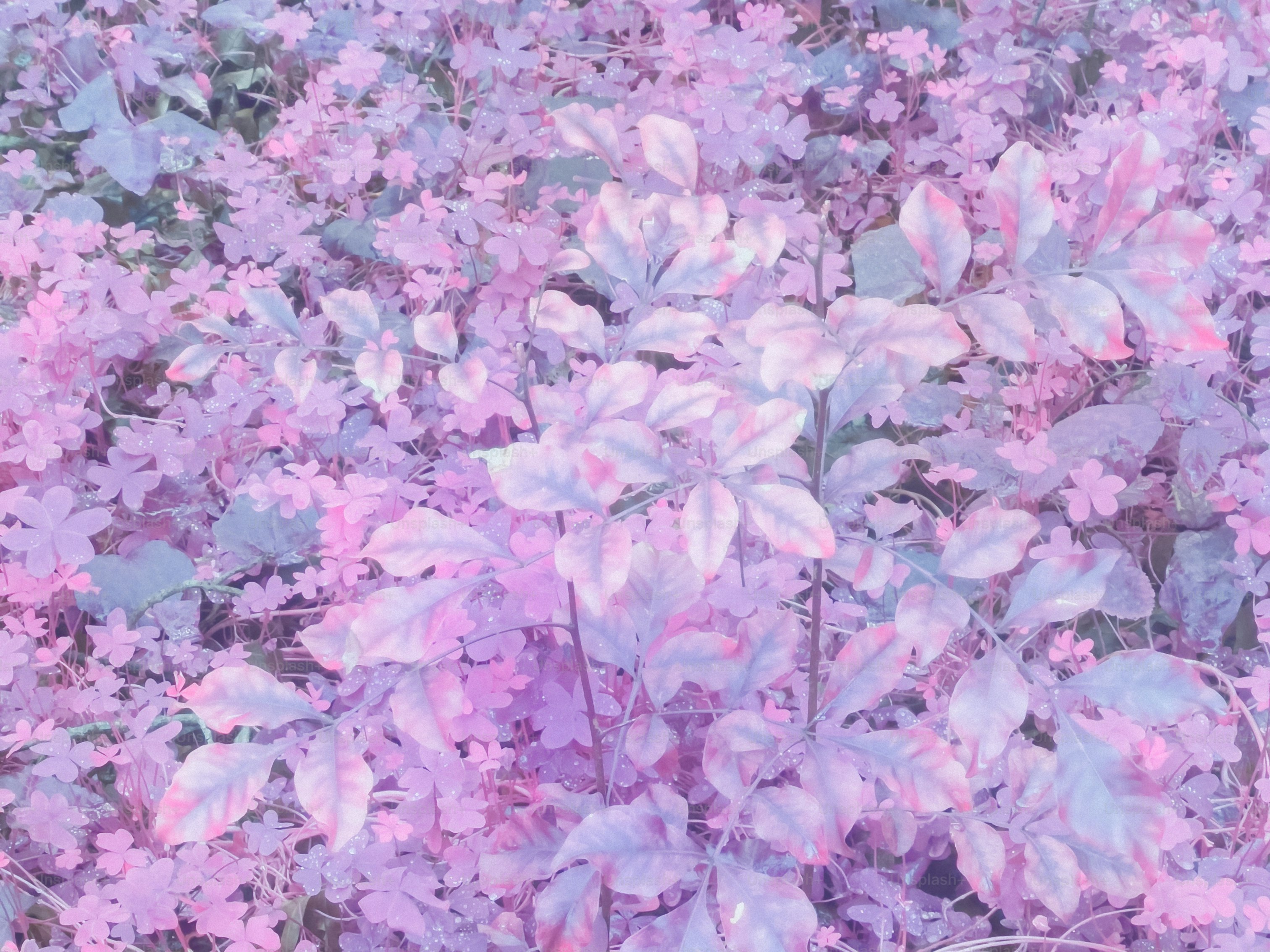 A field of purple flowers with green leaves photo – Plants Image on ...
