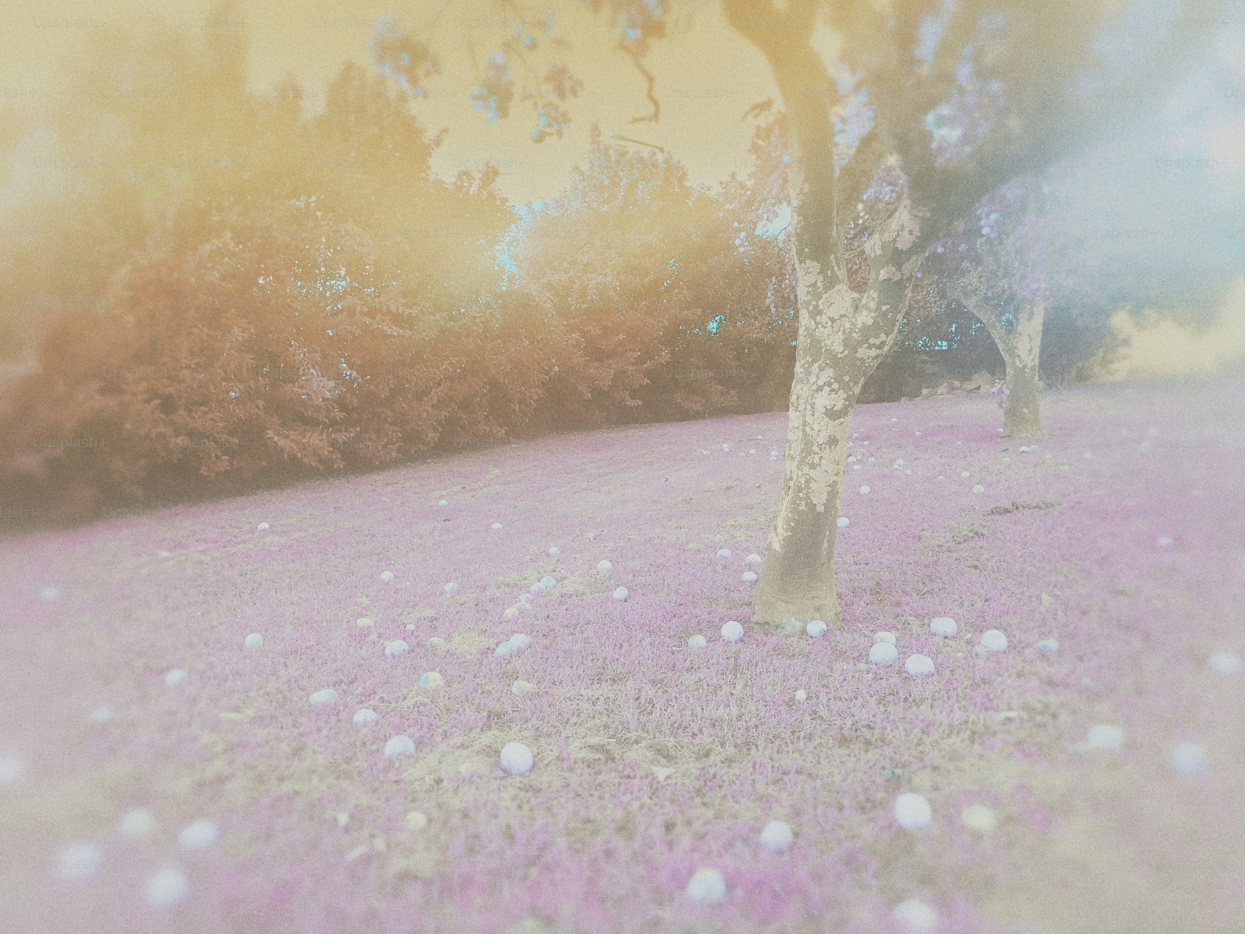 Una foto borrosa de un árbol en un campo