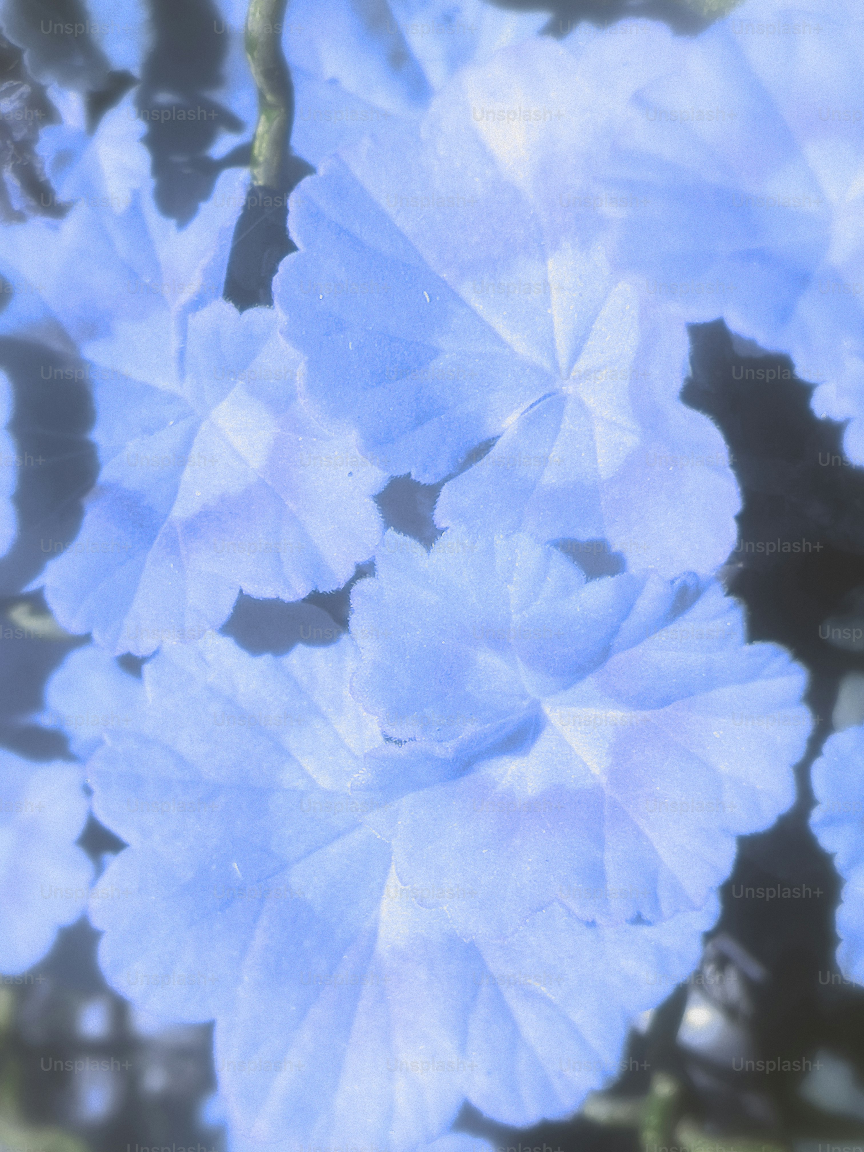 Un gros plan d’une fleur bleue sur une plante