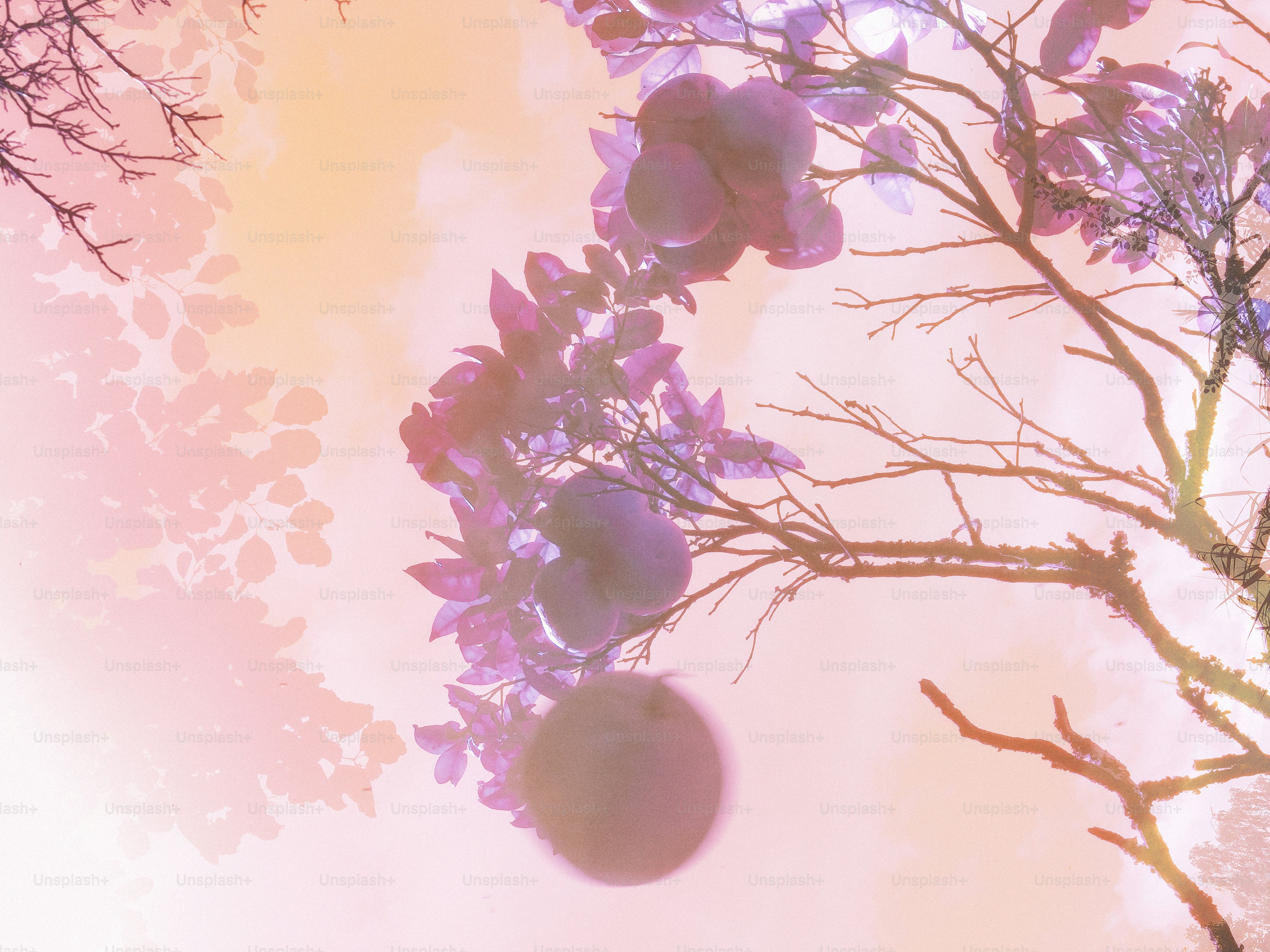 A picture of a tree with purple flowers