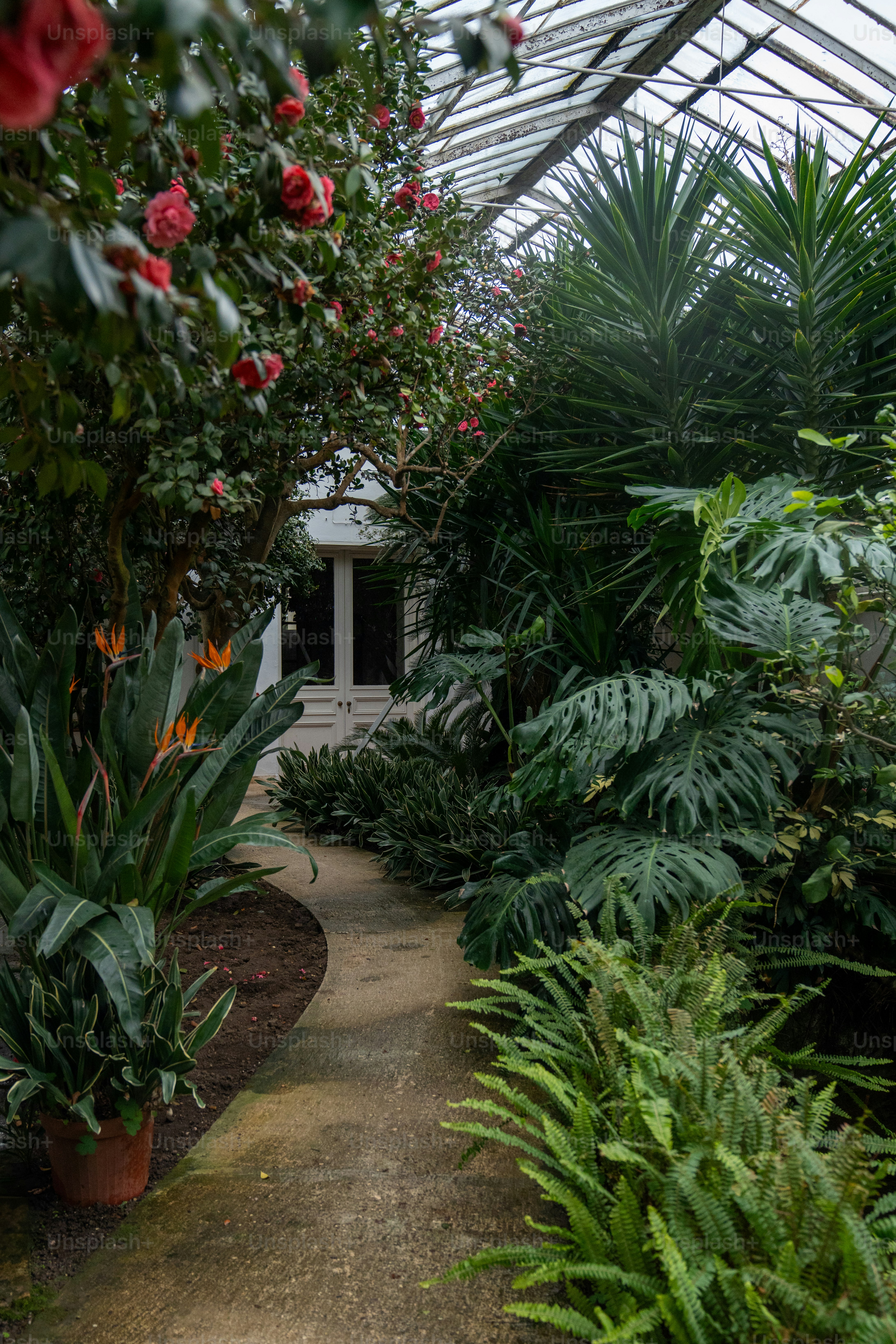 Uma passarela em um jardim com muitas plantas