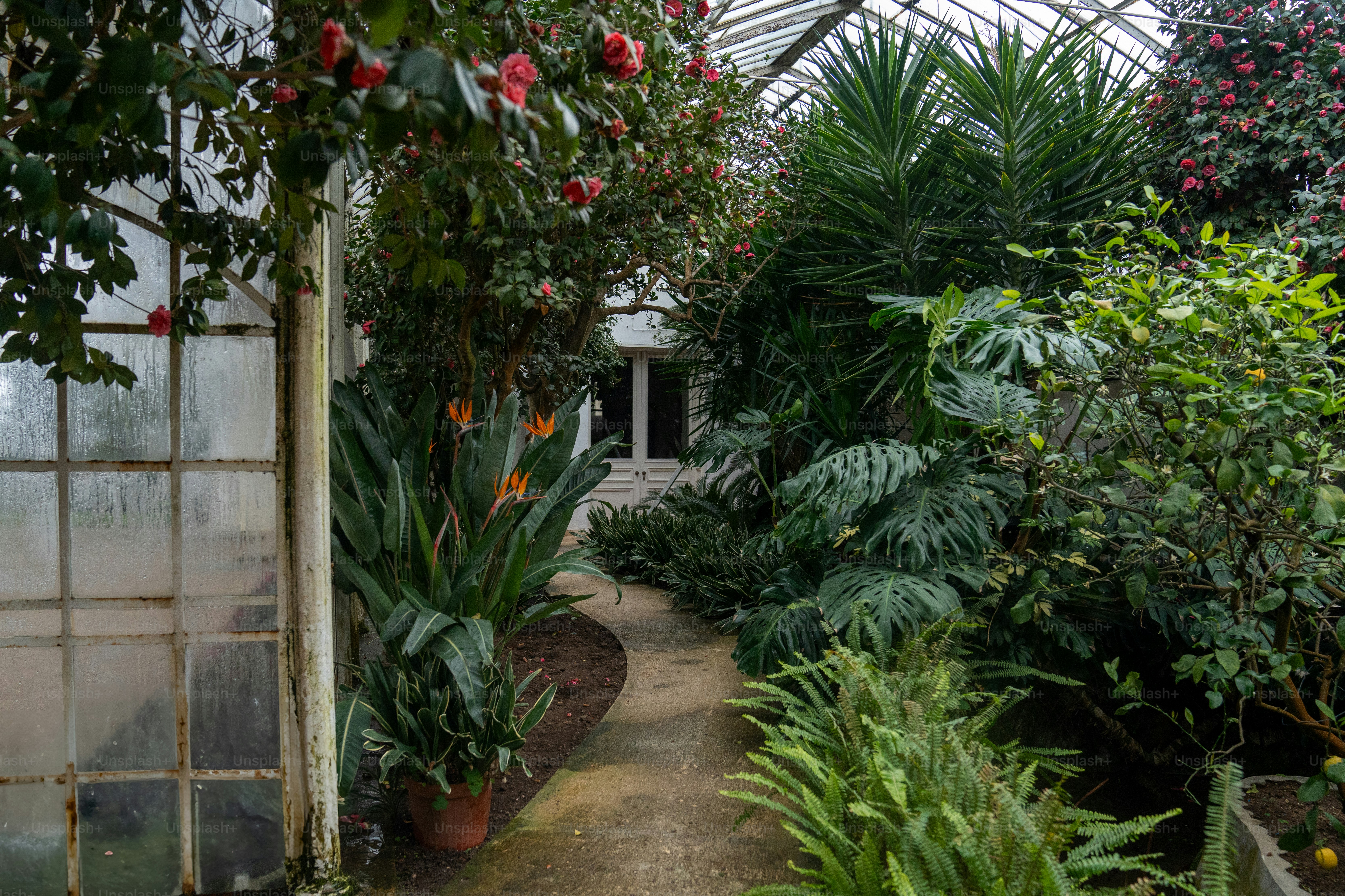 Un jardin rempli de nombreux types de plantes différentes