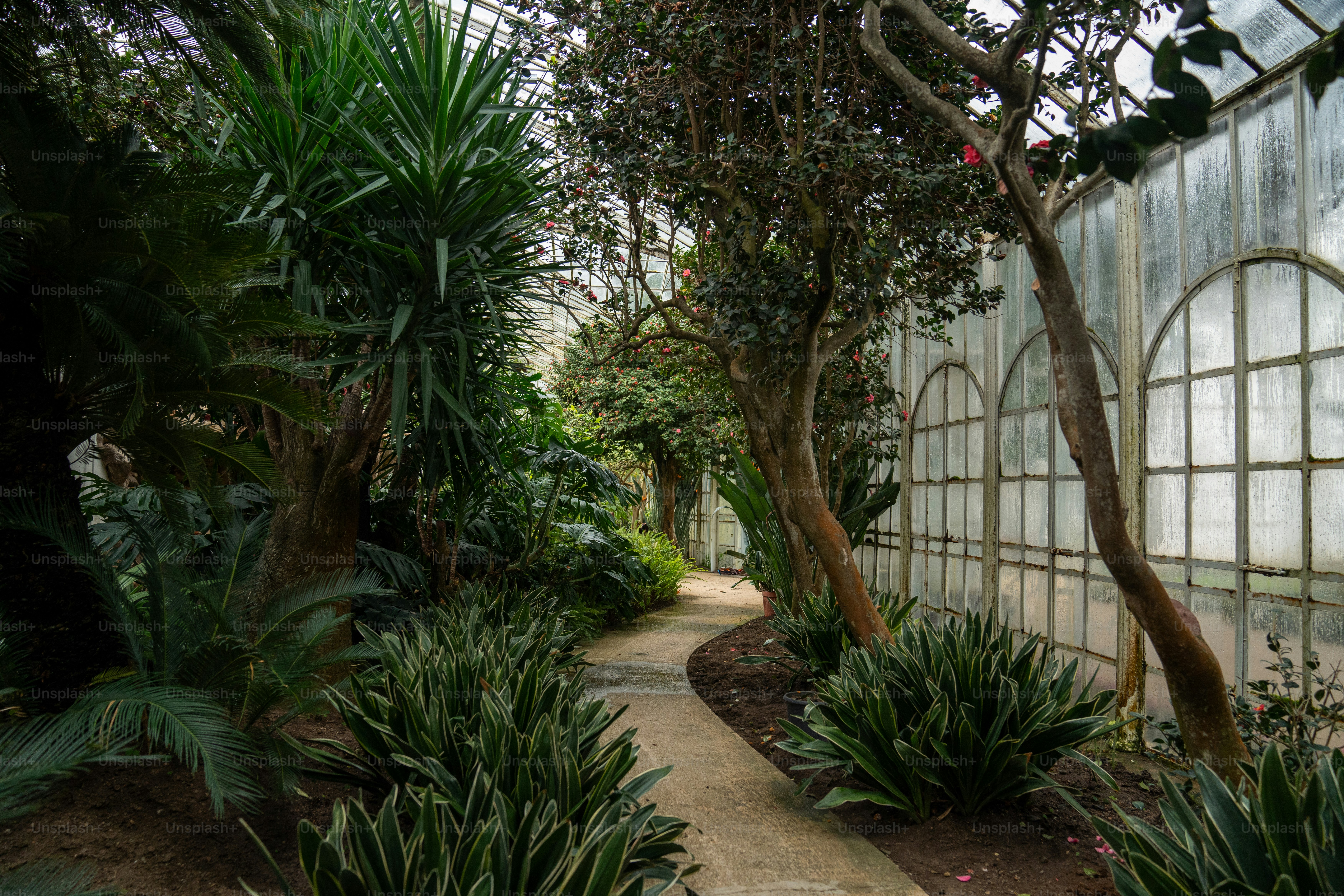 A walkway in a garden with lots of plants