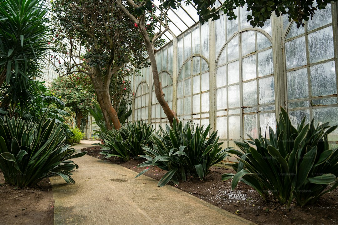 A walkway in a garden with lots of plants