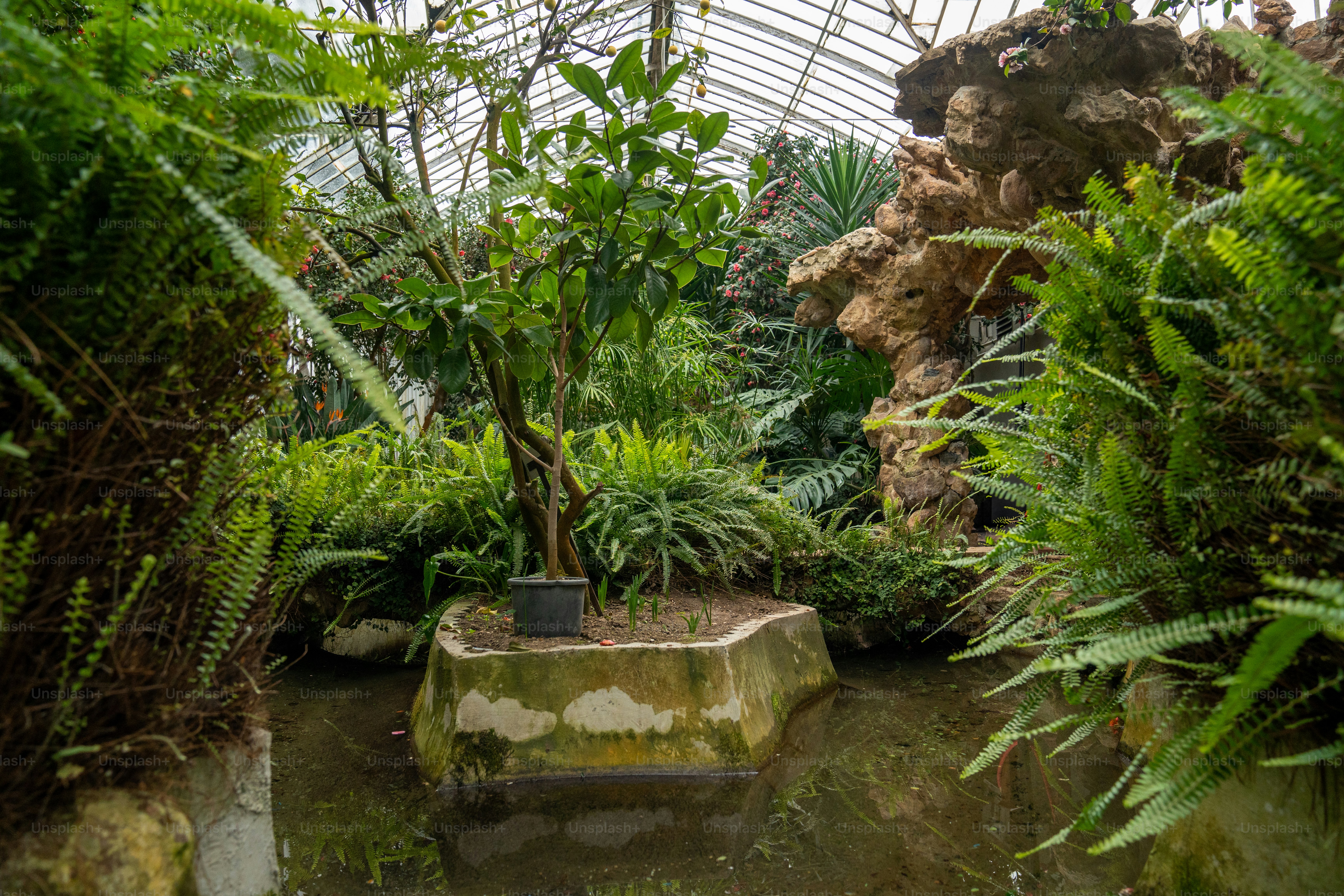 Un étang entouré de plantes et d’arbres dans une serre