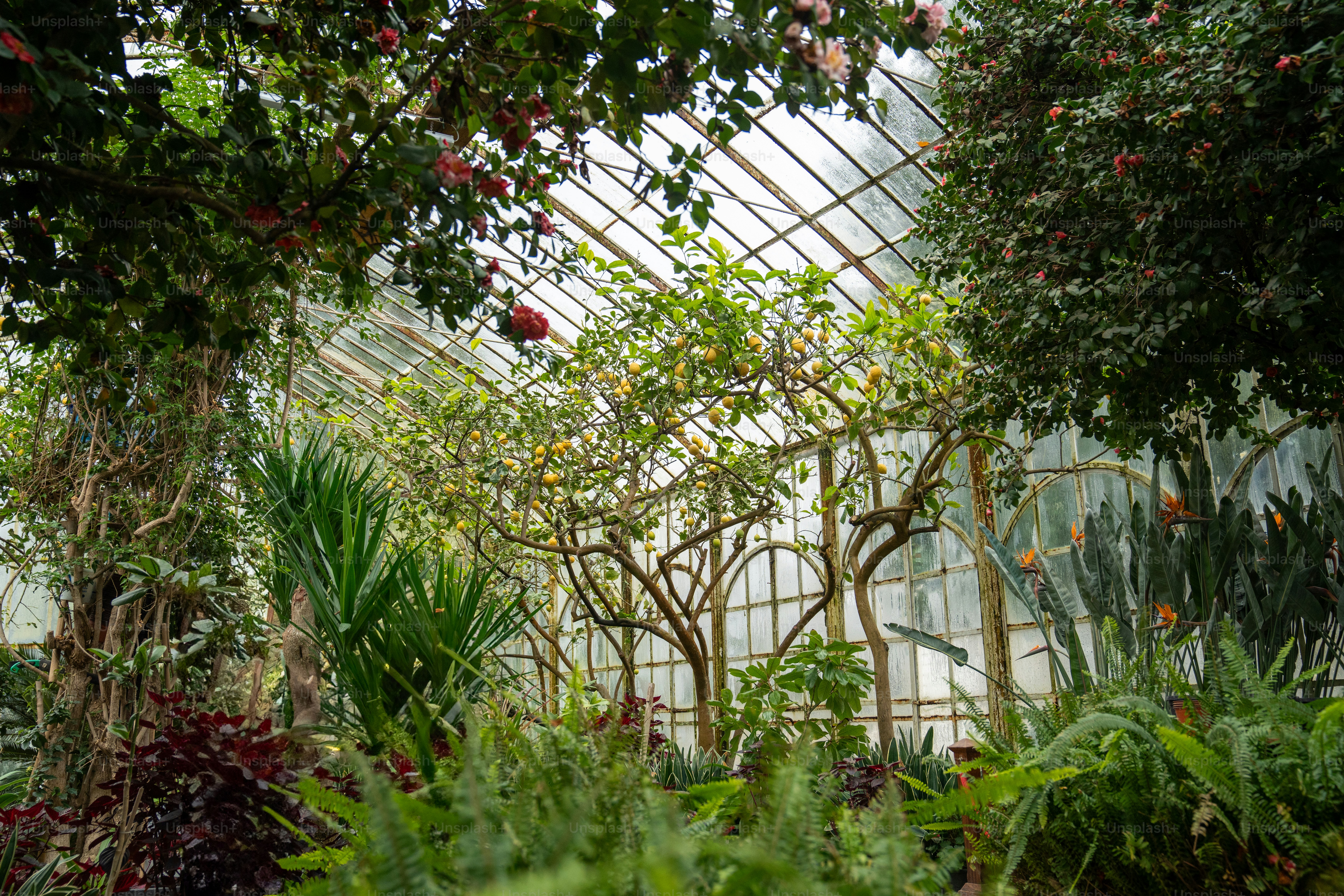 A greenhouse filled with lots of plants and trees