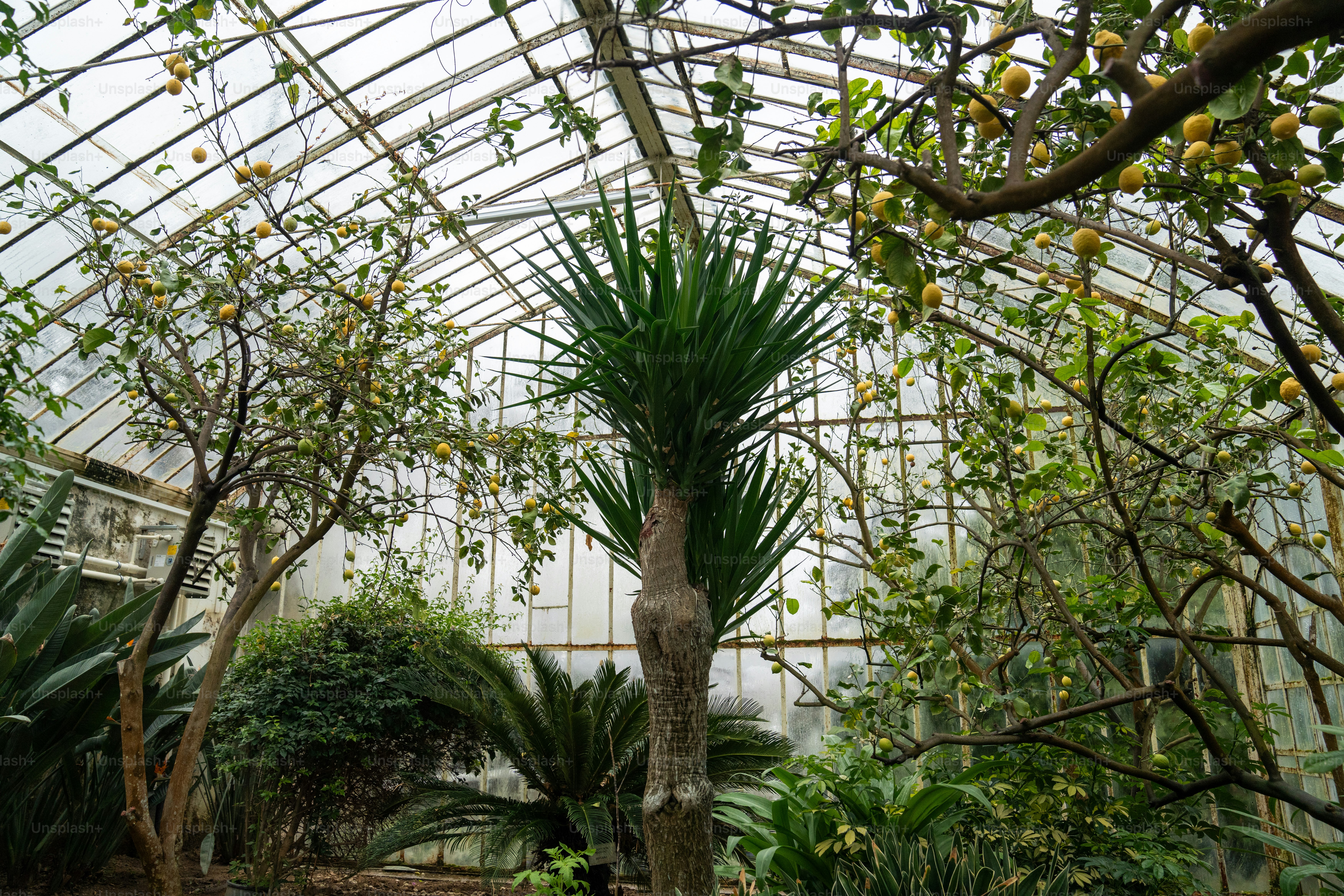 Une serre avec beaucoup de plantes à l’intérieur