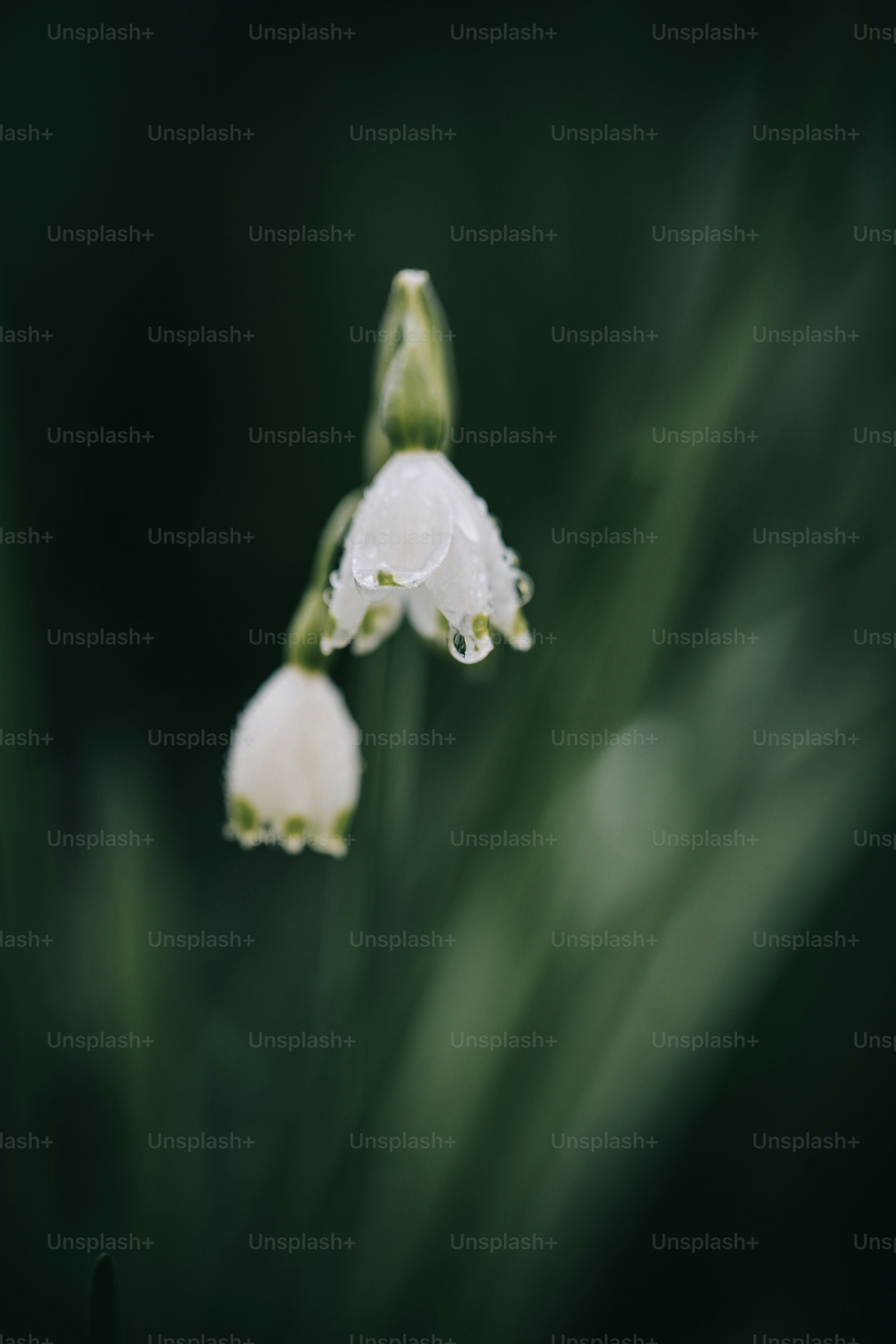 배경이 흐릿한 꽃의 클로즈업