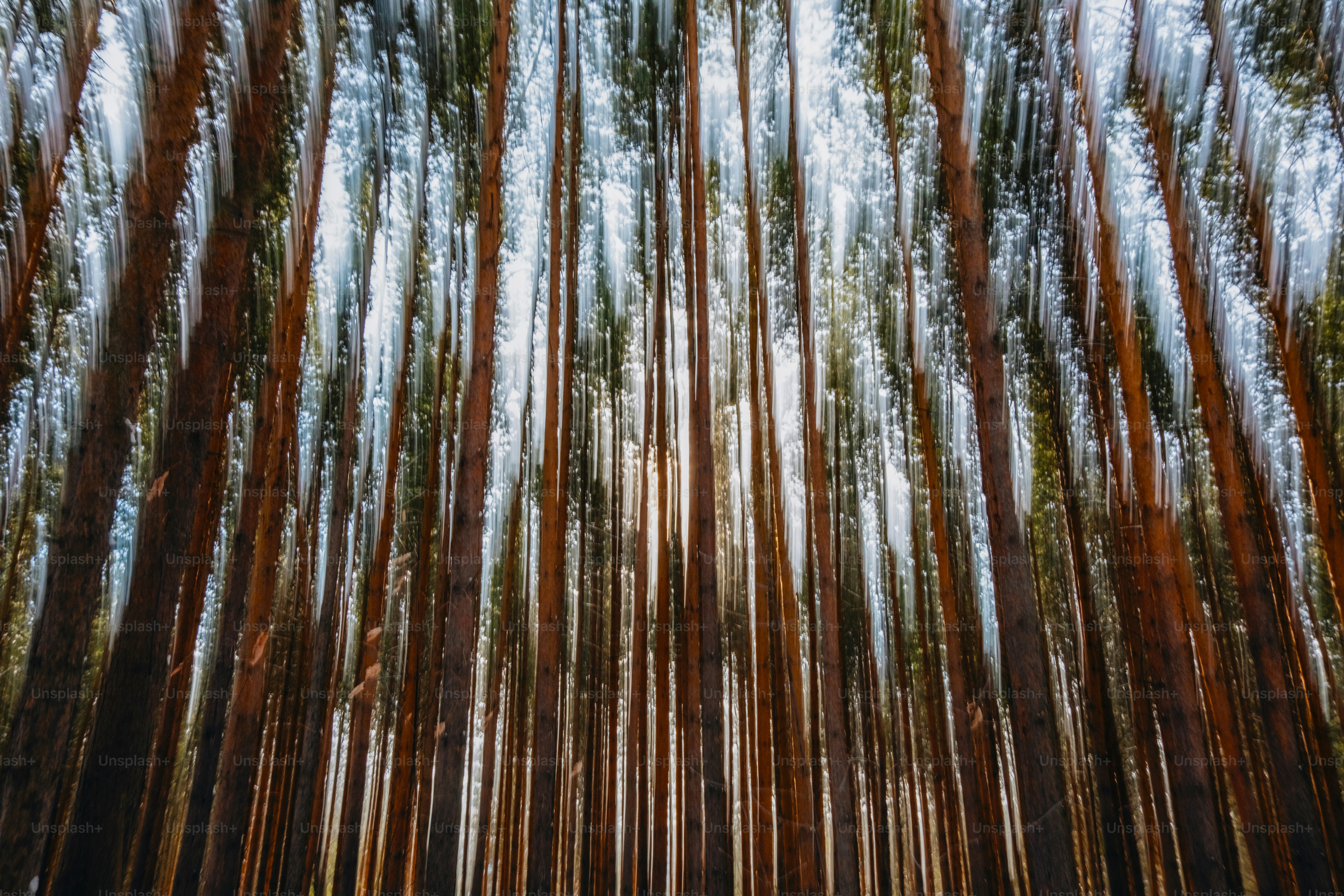 A forest filled with lots of tall trees